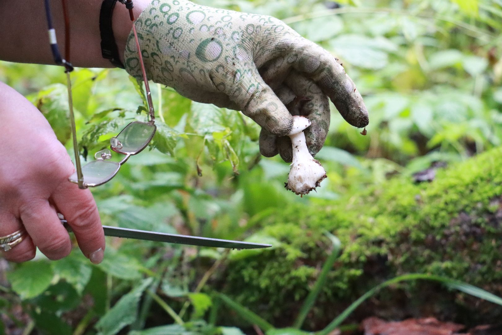 лес, грибы, экология подмосковья,