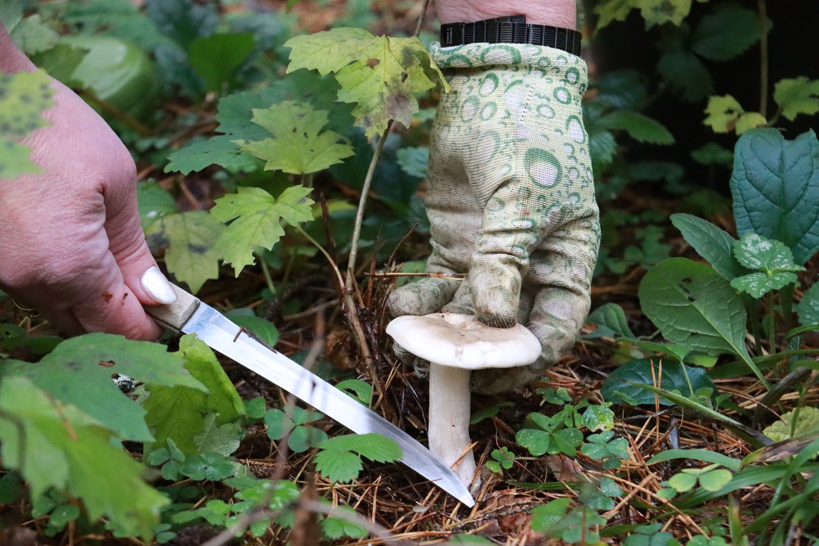 лес, грибы, экология подмосковья,