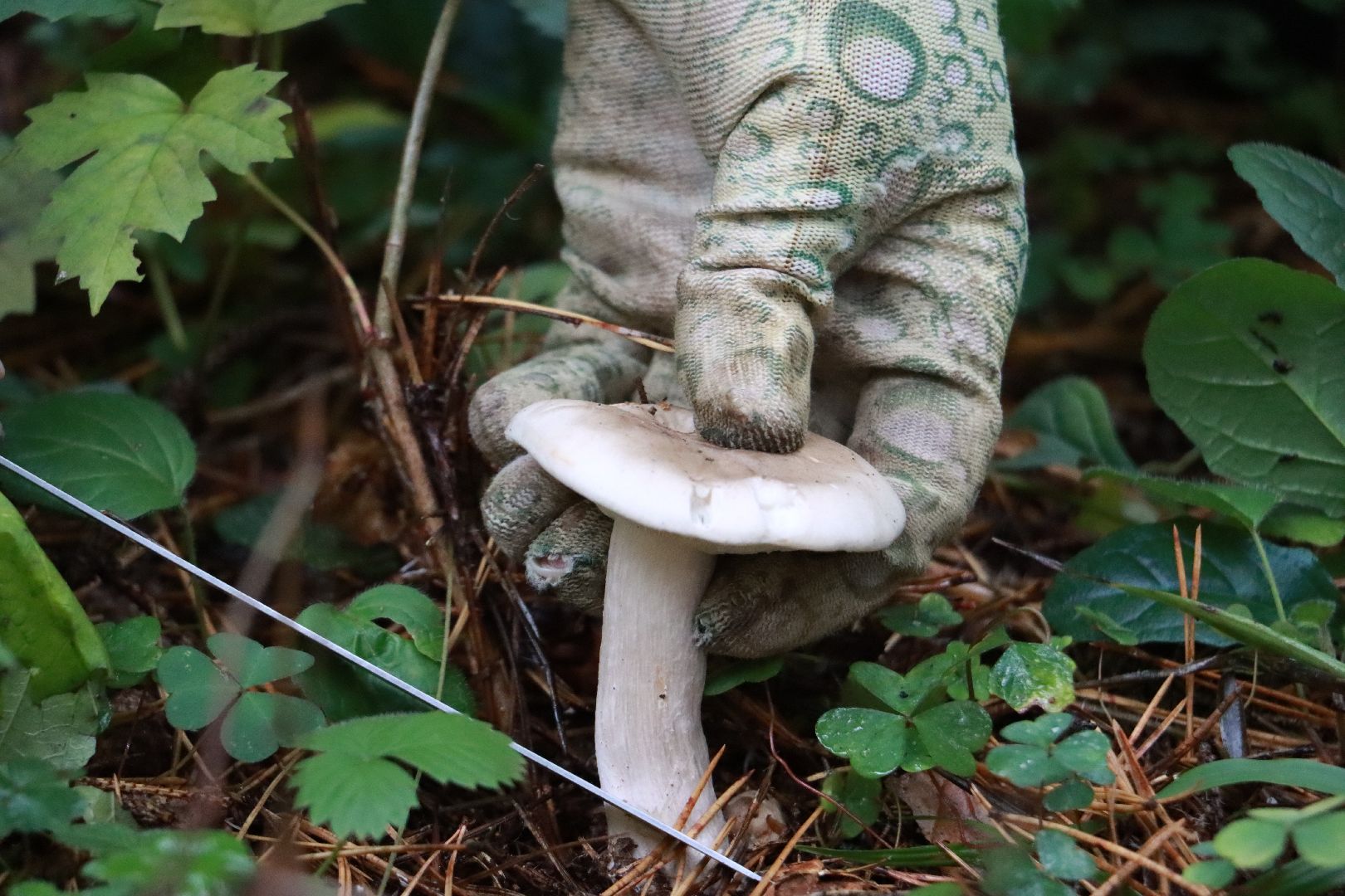 лес, грибы, экология подмосковья,