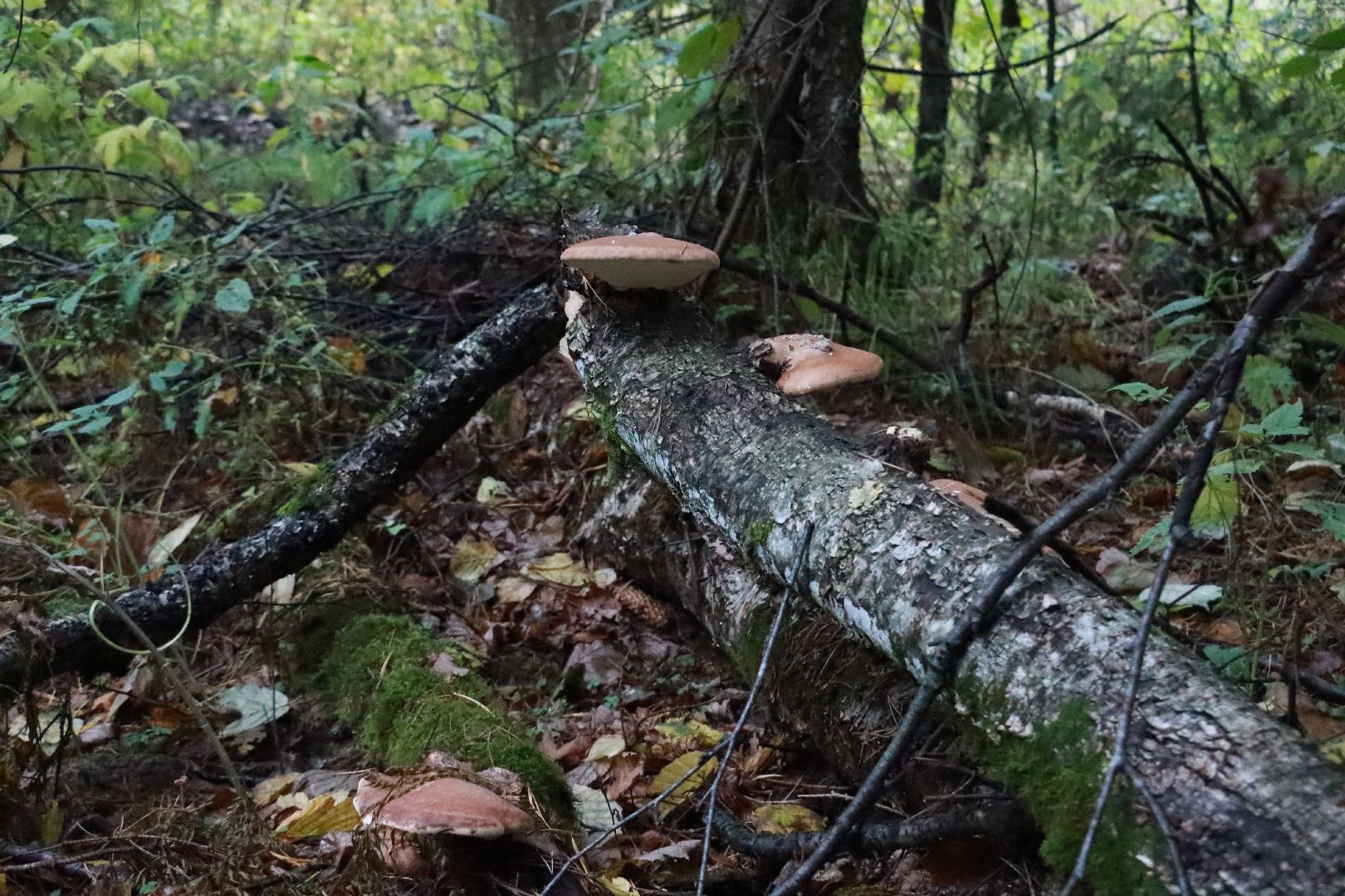лес, грибы, экология подмосковья,