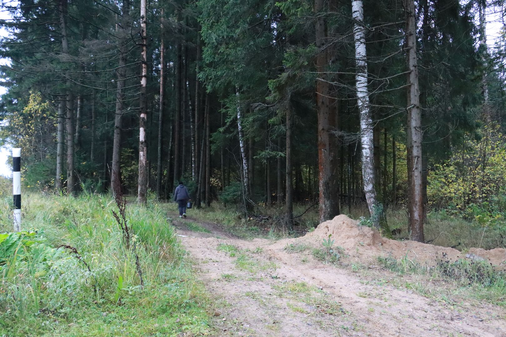 лес, грибы, экология подмосковья,