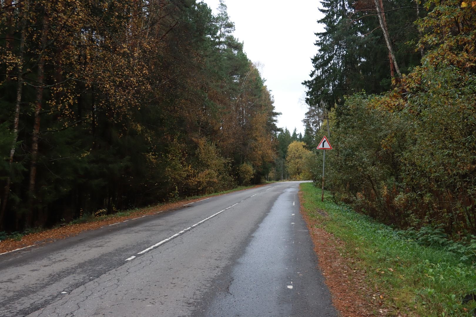 лес, грибы, экология подмосковья,