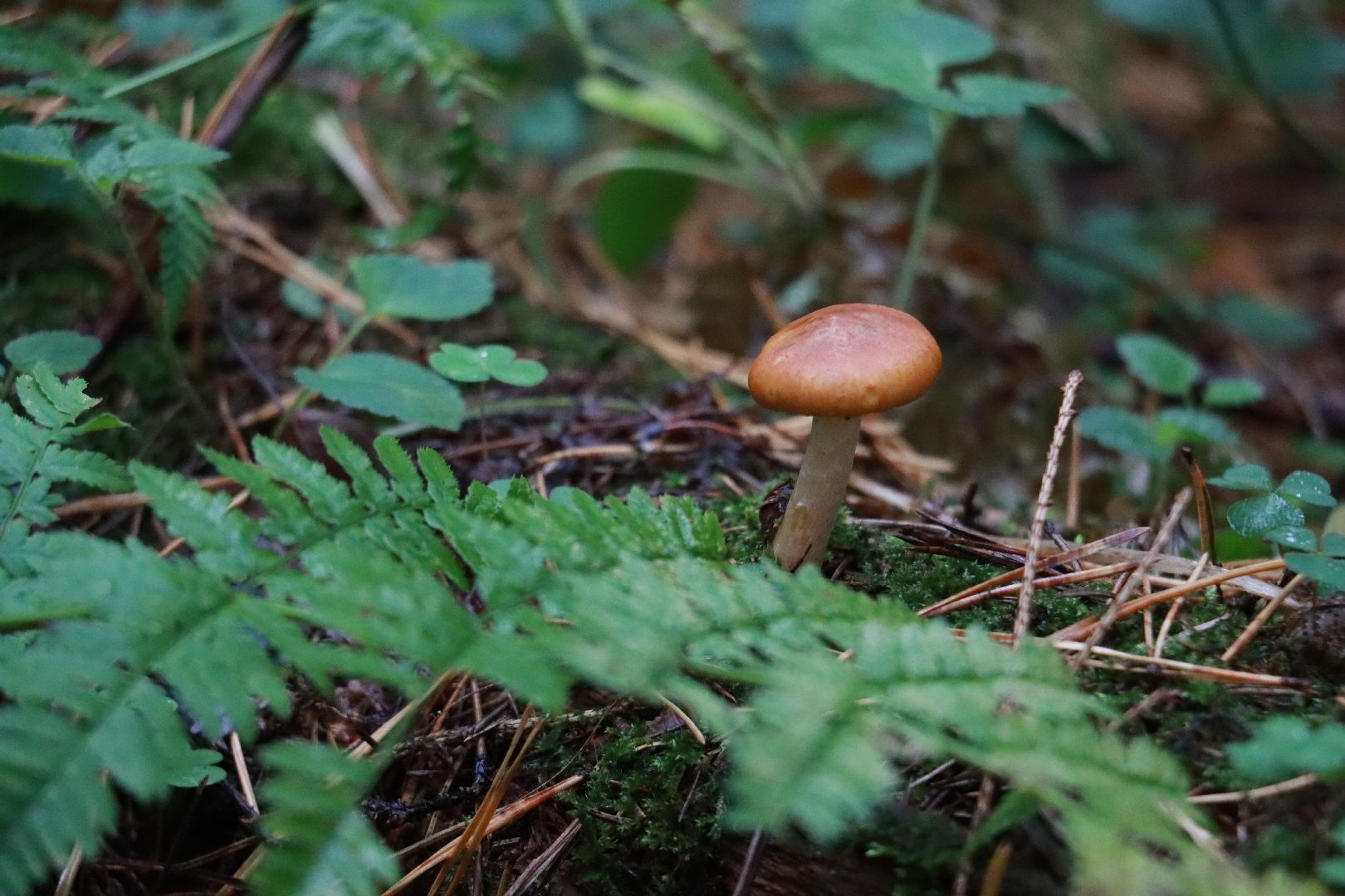 лес, грибы, экология подмосковья,