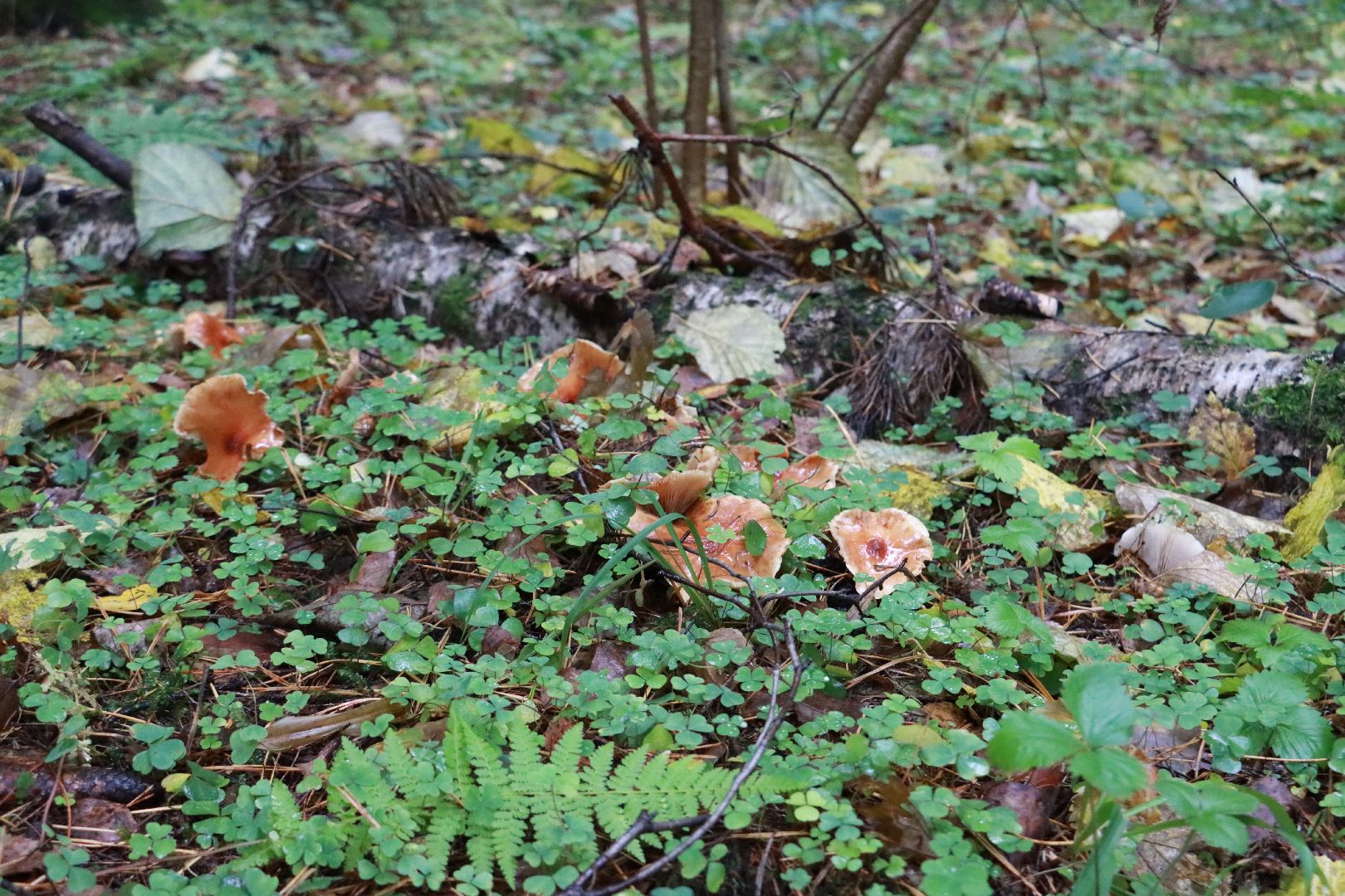 лес, грибы, экология подмосковья,