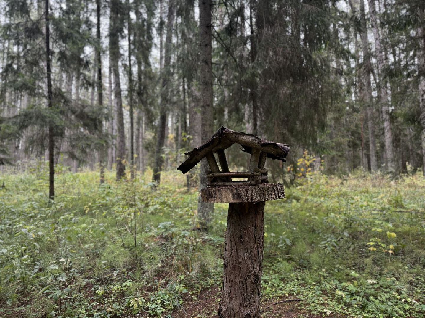 можайск, можайский городской округ, карл тюрмер, лесничий, лесное хозяйство, памятник, тюрмеровский лес, передовые методы лесопользования,восстановление лесов,