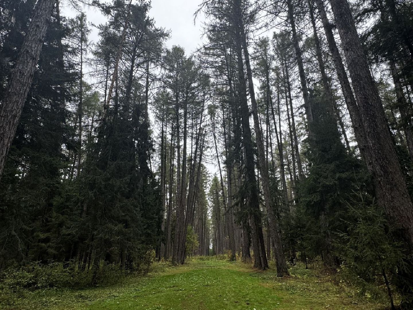 можайск, можайский городской округ, карл тюрмер, лесничий, лесное хозяйство, памятник, тюрмеровский лес, передовые методы лесопользования,восстановление лесов,