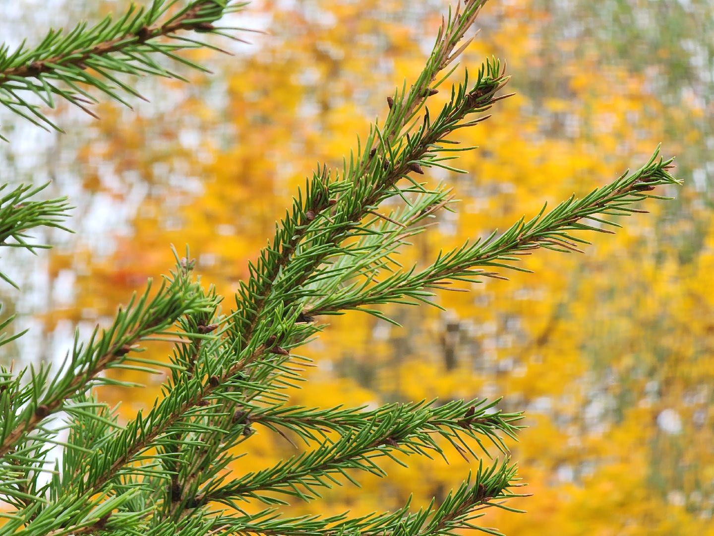 благоустройство, сквер, сквер солнышко, колюбакино, руза, рузский городской округ, московская область, подмосковье,
