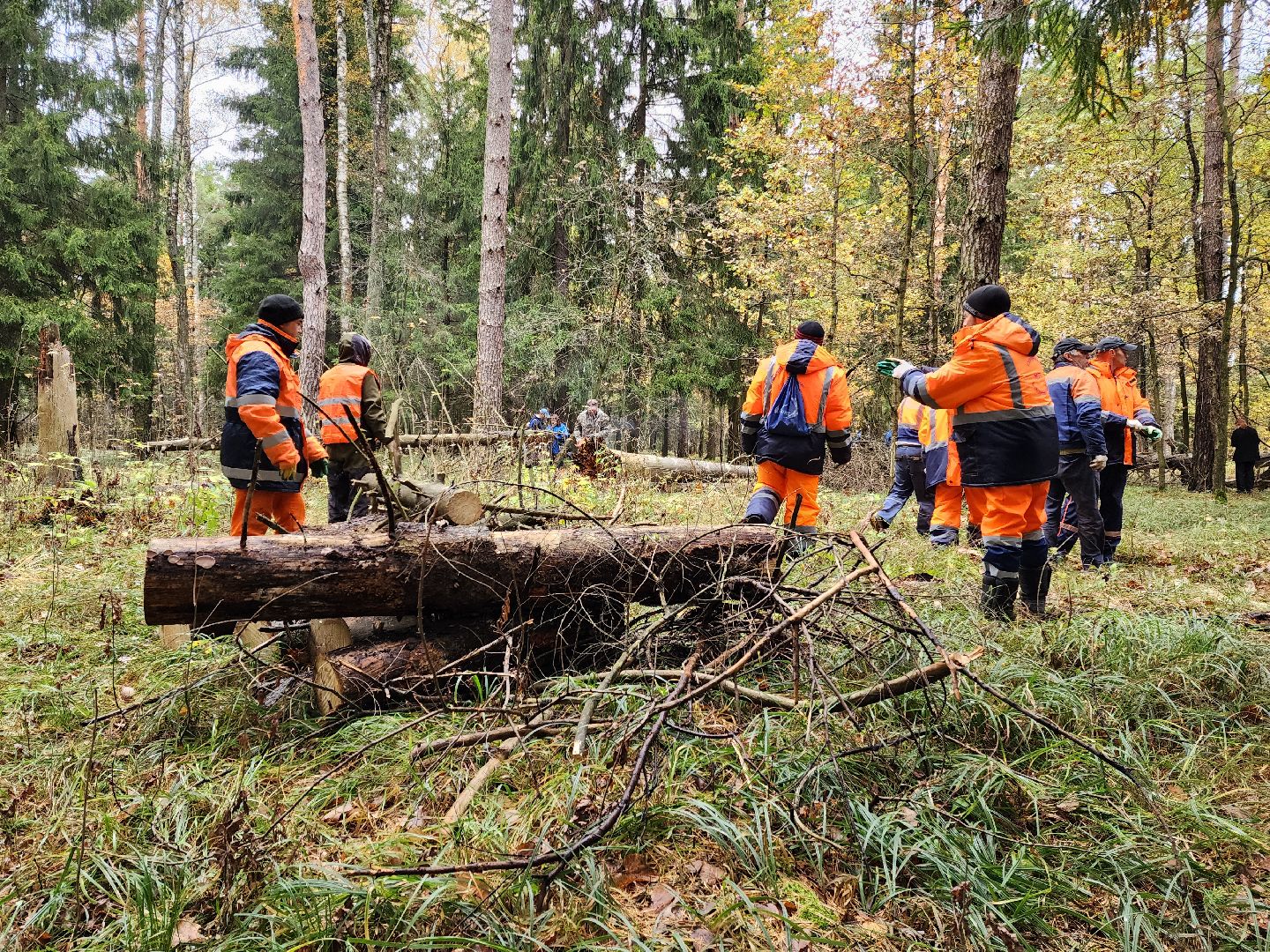 раменское, экология, чистый лес, кратово,