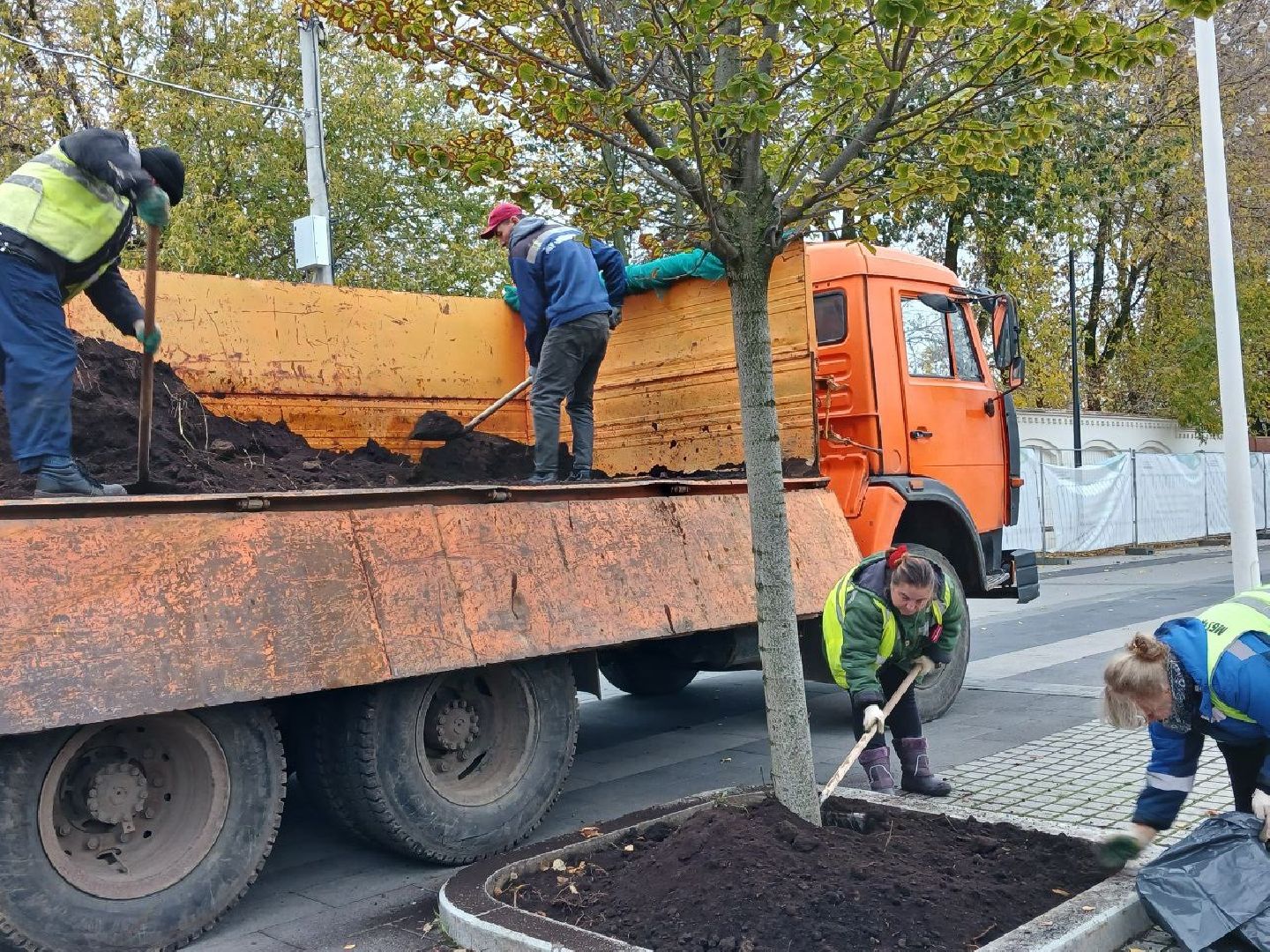 Клумбы, Почва, Цветы,