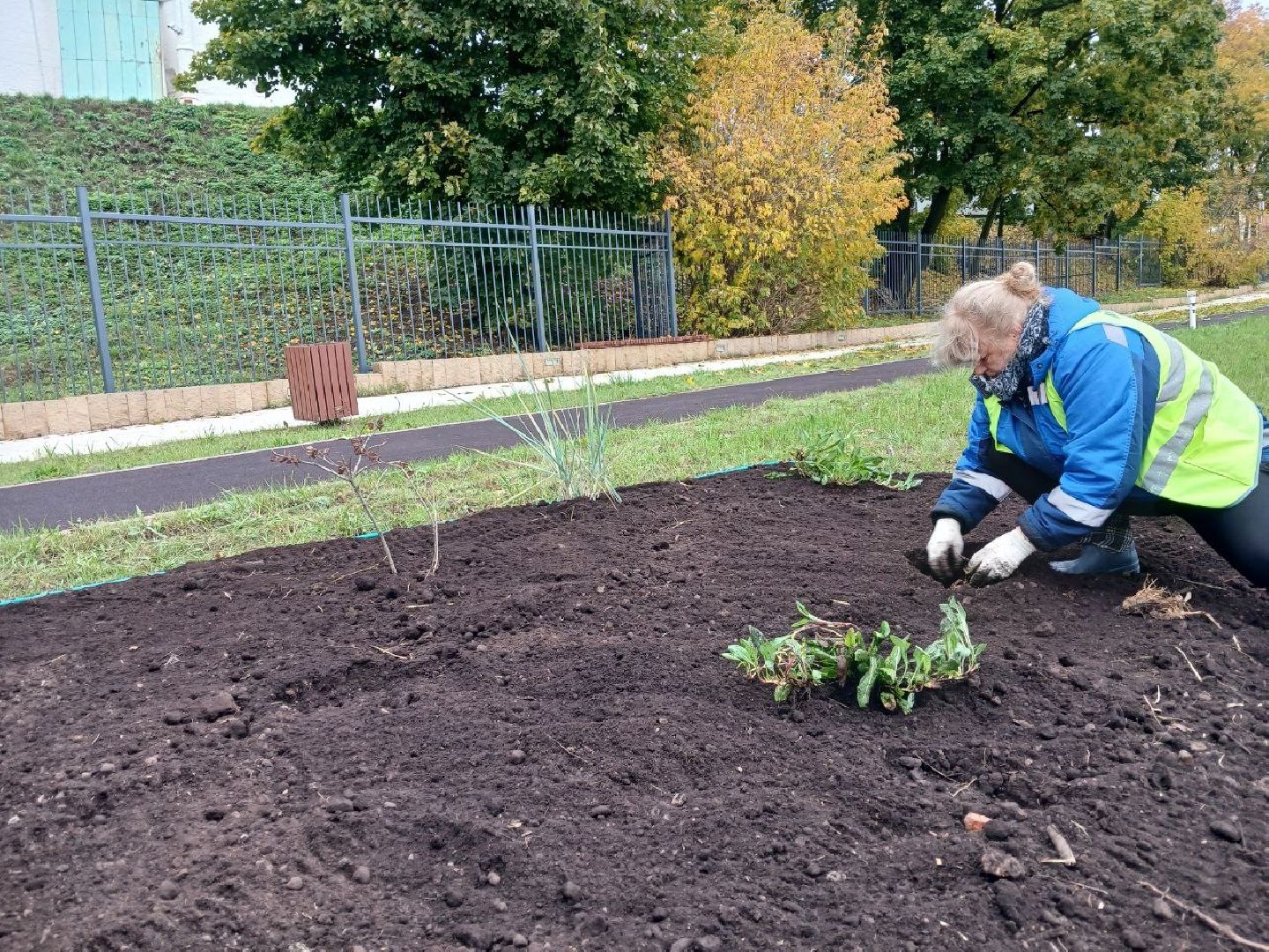 Клумбы, Почва, Цветы,