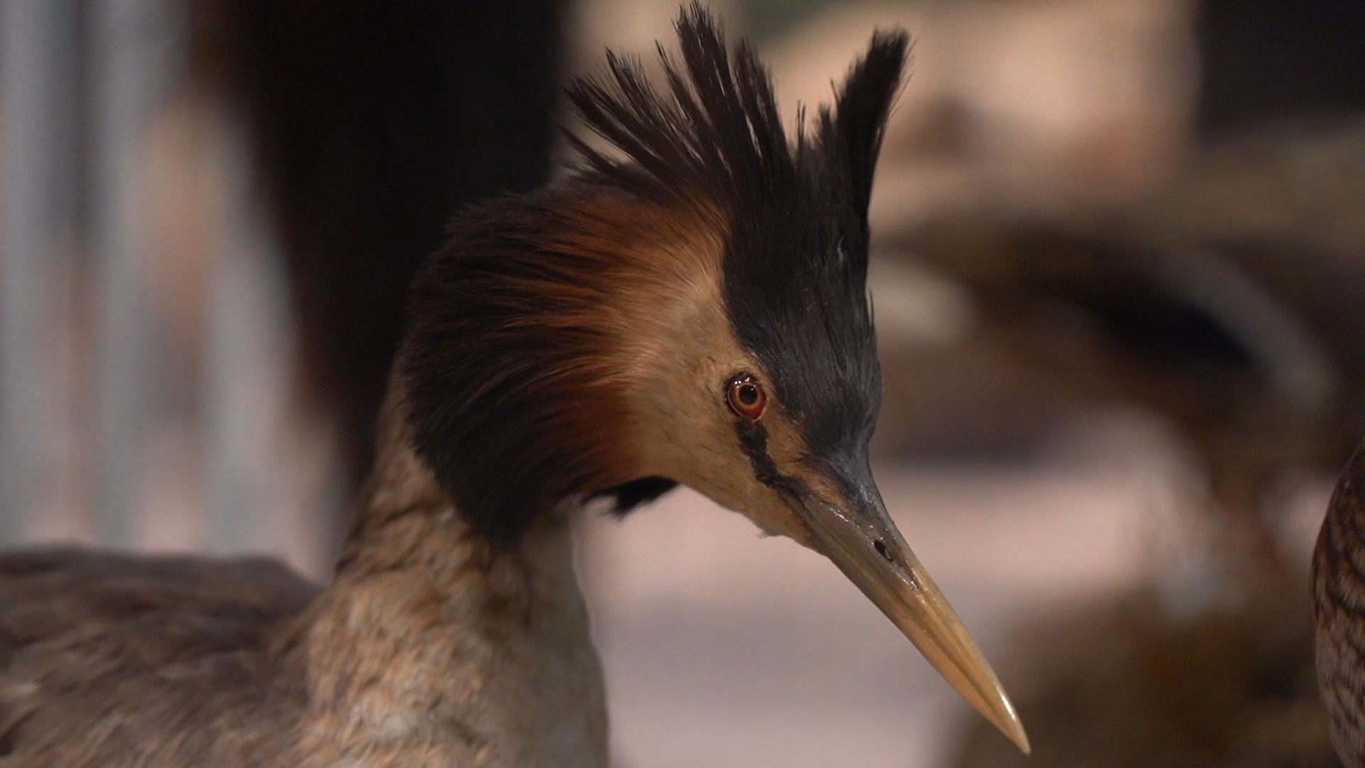 Егорьевск, музей, конкурс, Подмосковье, Московская область,