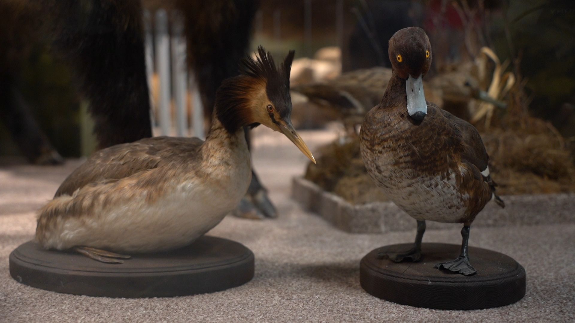 Егорьевск, музей, конкурс, Подмосковье, Московская область,