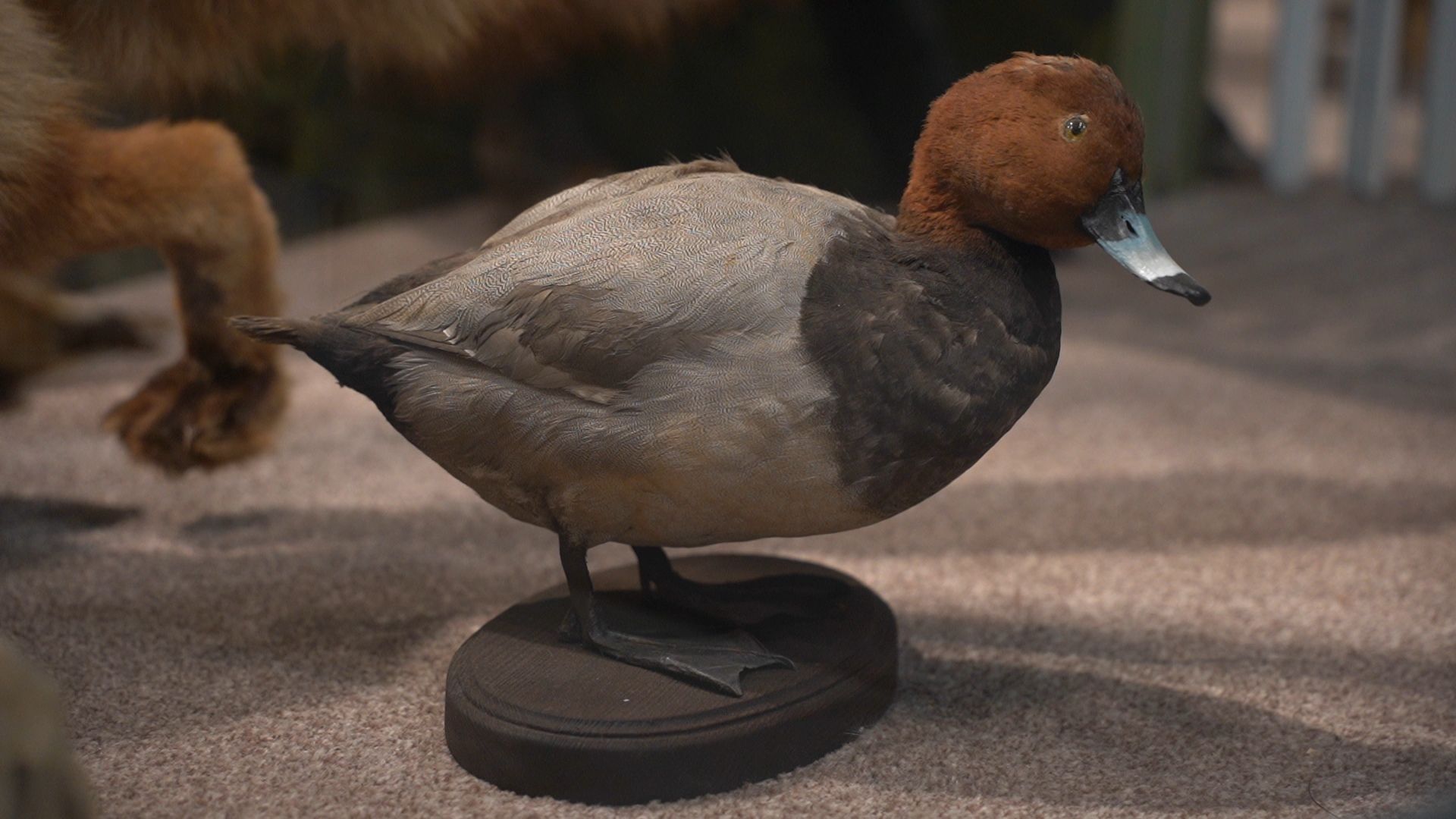 Егорьевск, музей, конкурс, Подмосковье, Московская область,