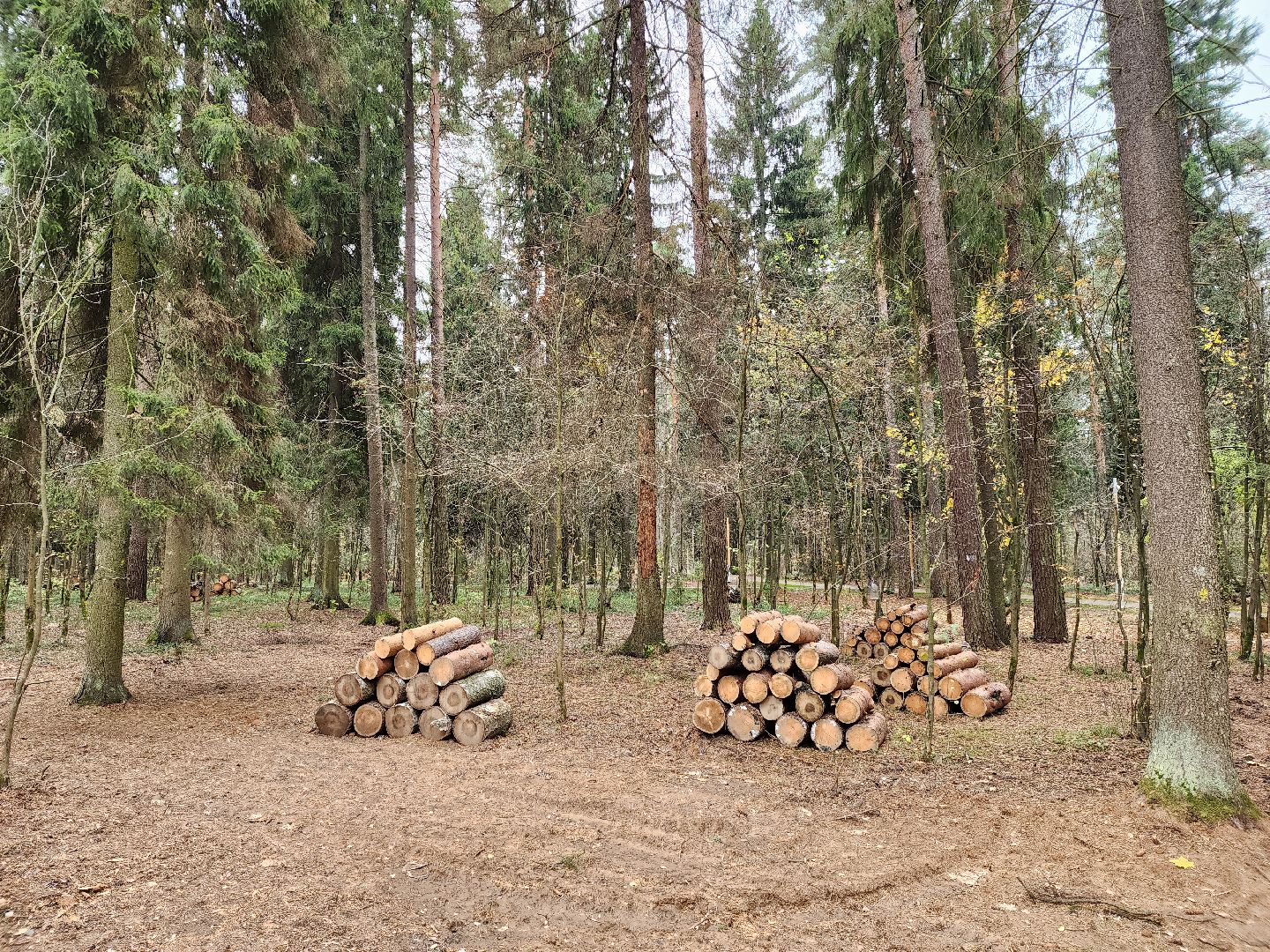 пушкино,