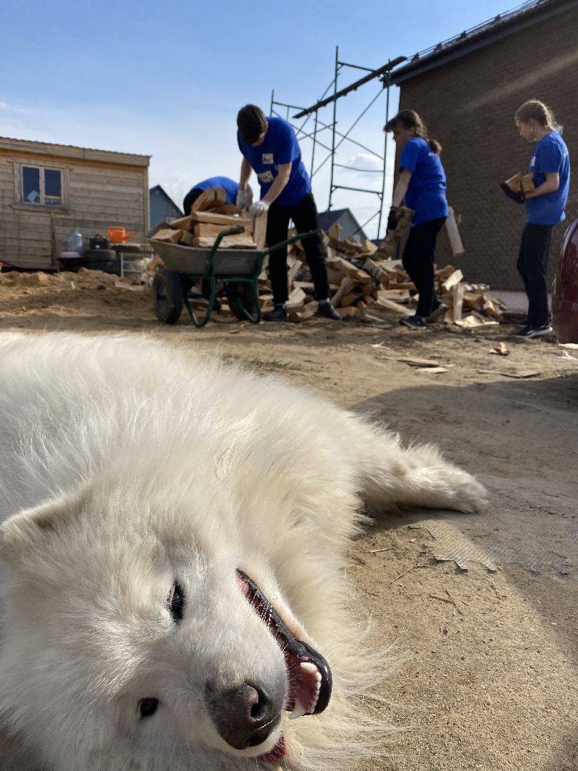 Павловский Посад, городской округ Павловский посад, дрова, волонтёры, помощь людям