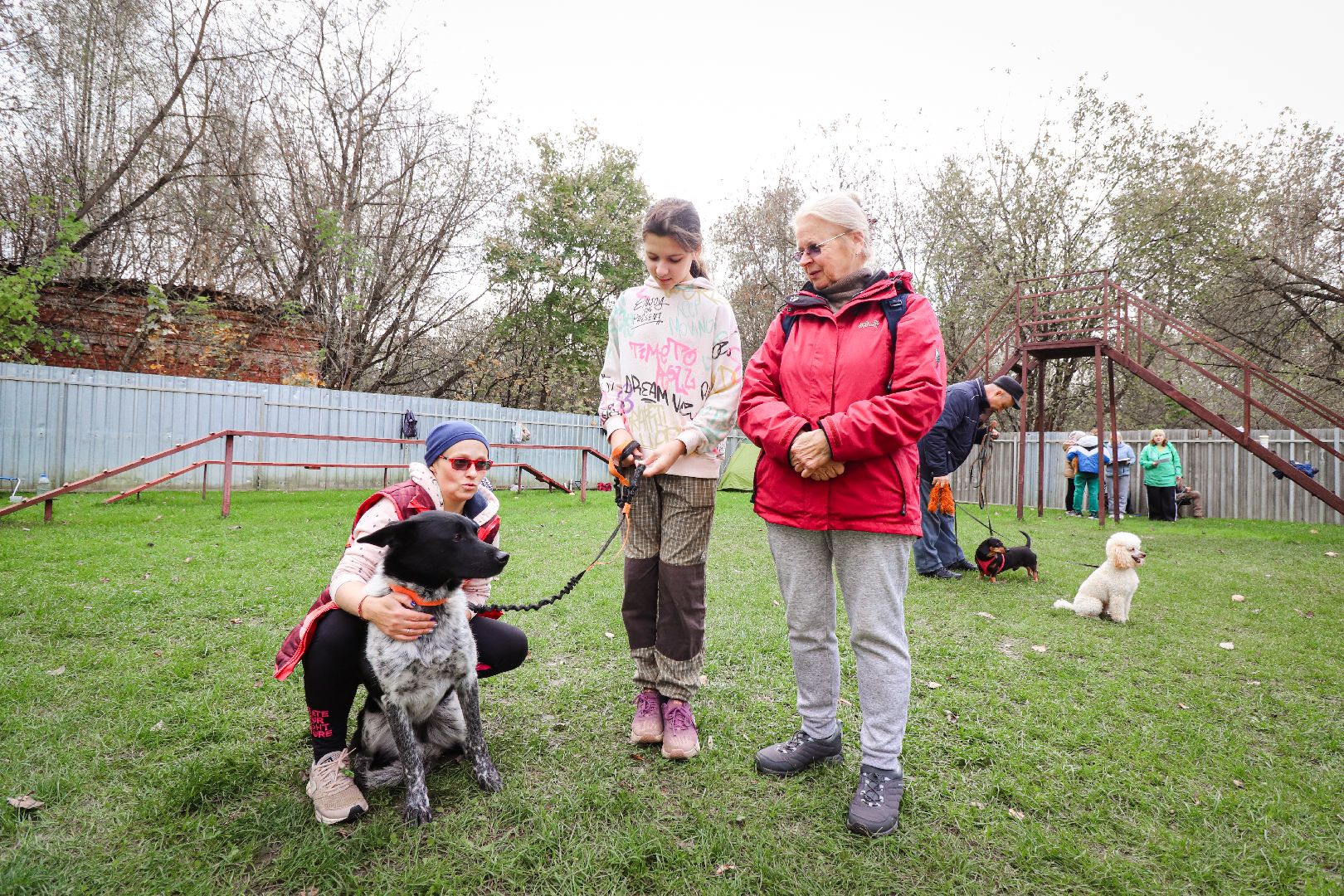 Клин, общество, спорт, собаки, аджилити,