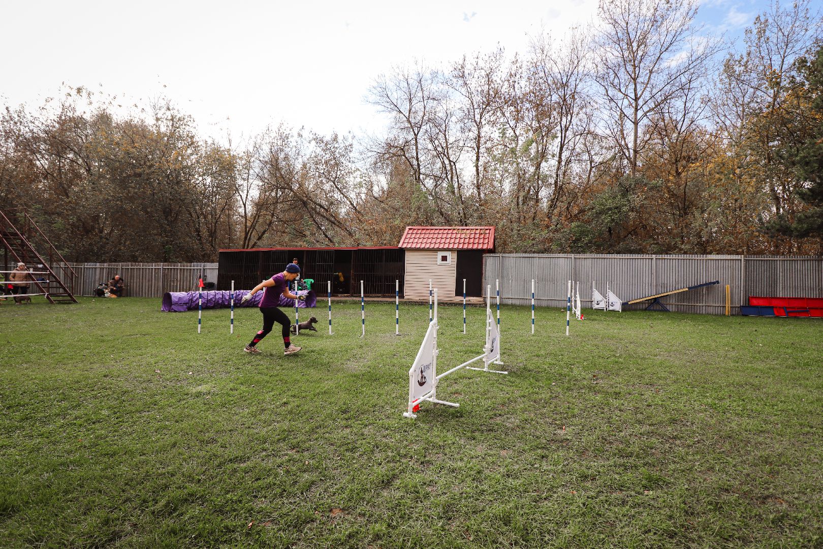 Клин, общество, спорт, собаки, аджилити,