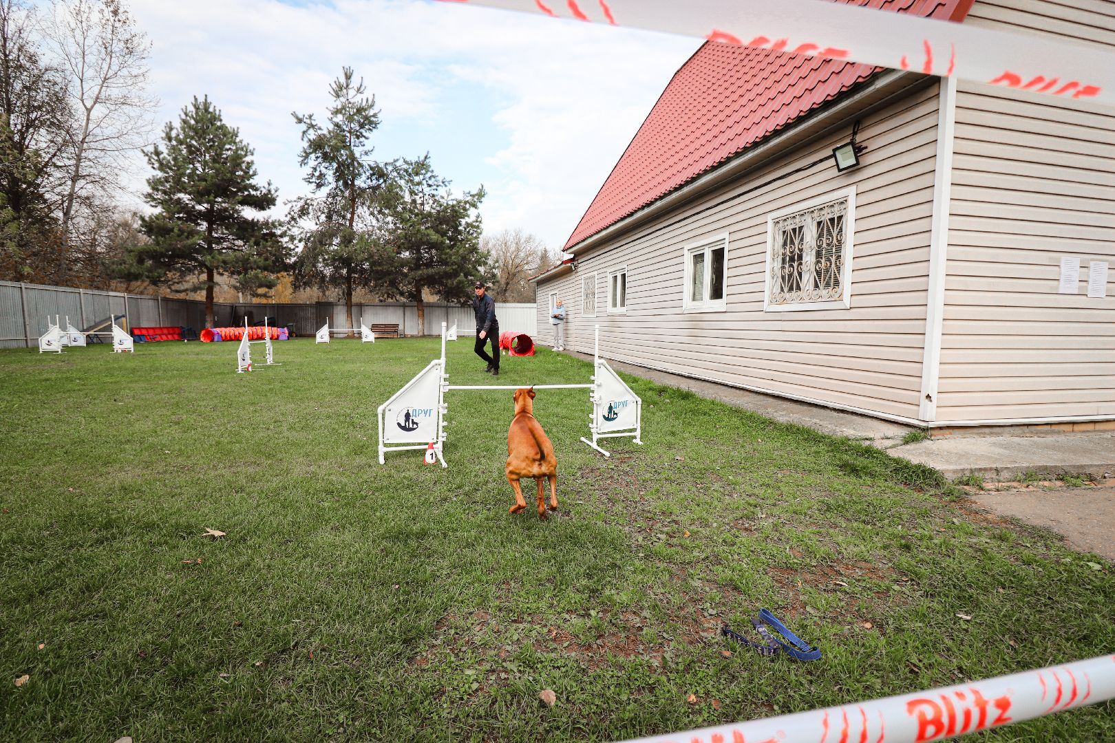 Клин, общество, спорт, собаки, аджилити,