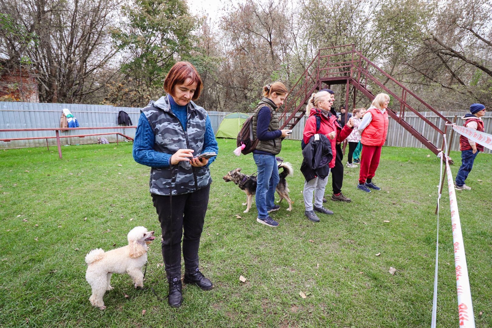 Клин, общество, спорт, собаки, аджилити,