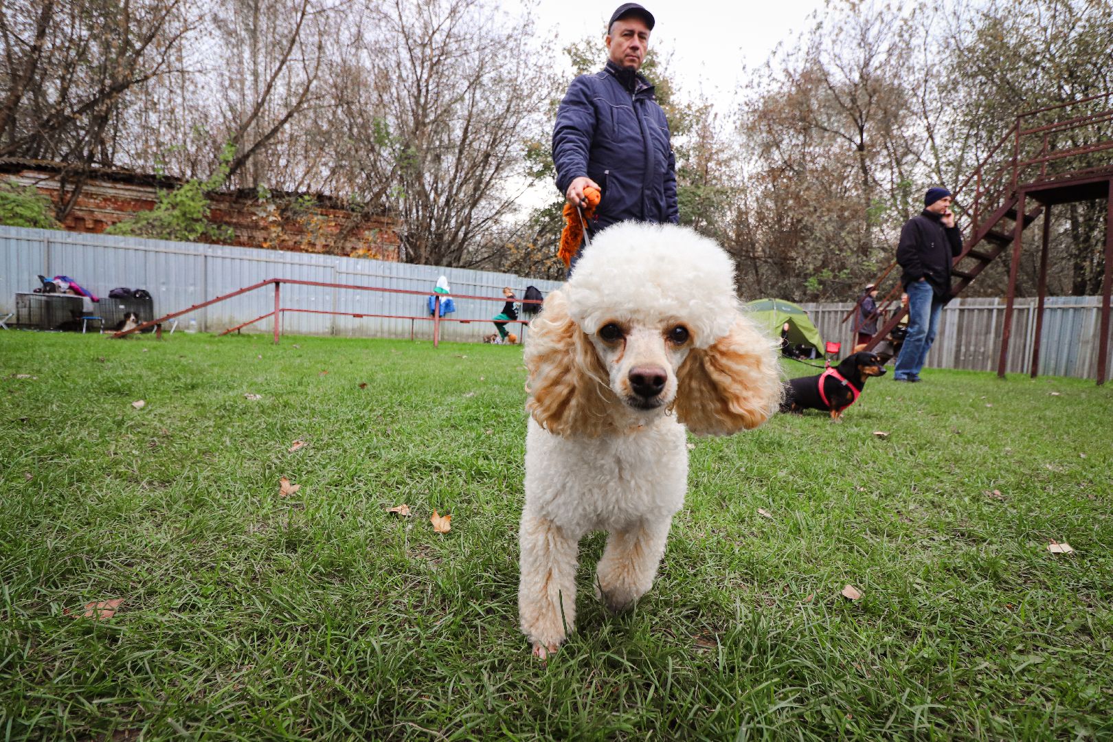 Клин, общество, спорт, собаки, аджилити,