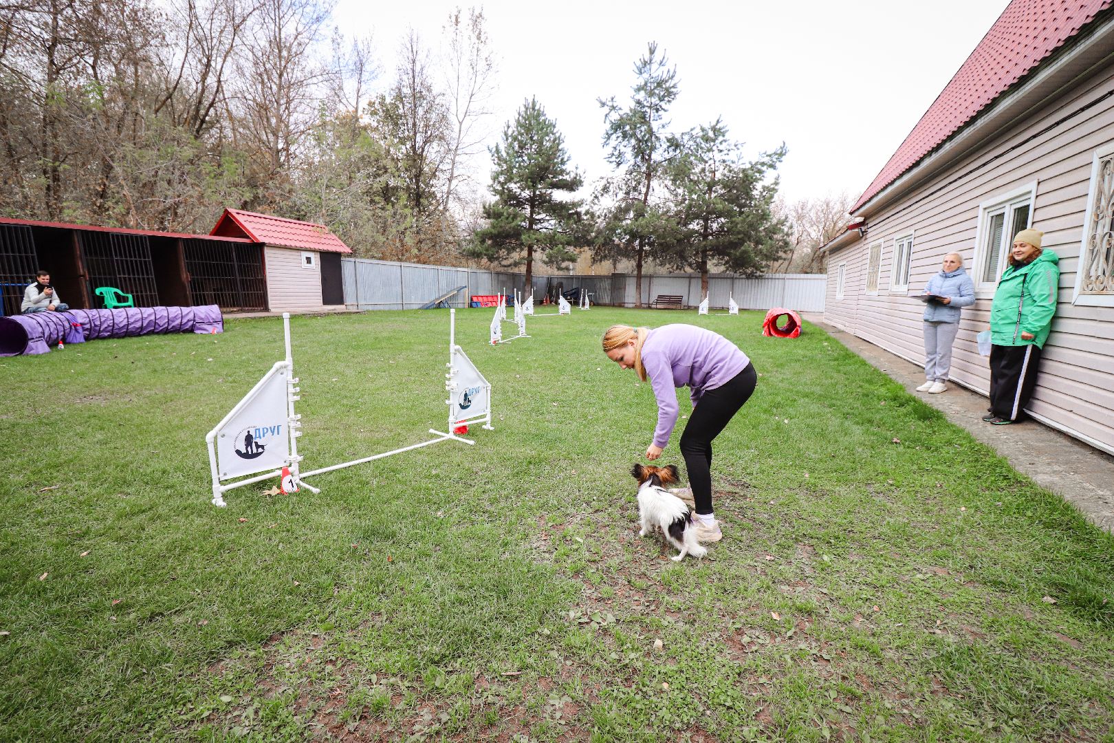 Клин, общество, спорт, собаки, аджилити,