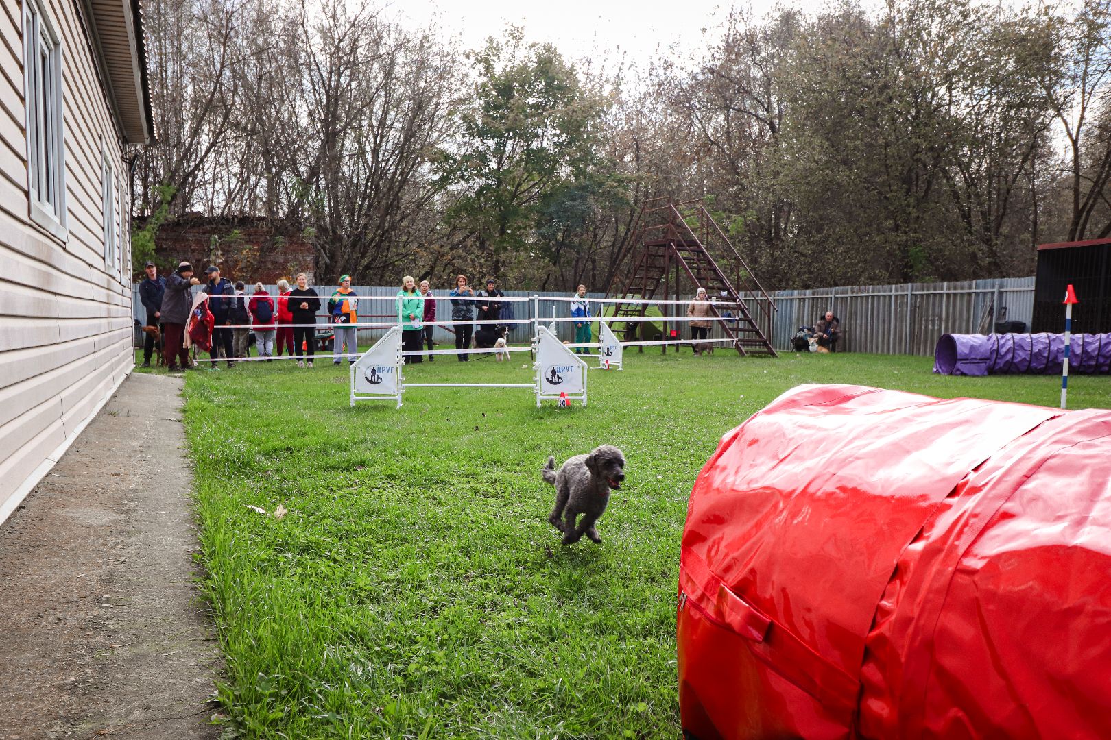 Клин, общество, спорт, собаки, аджилити,