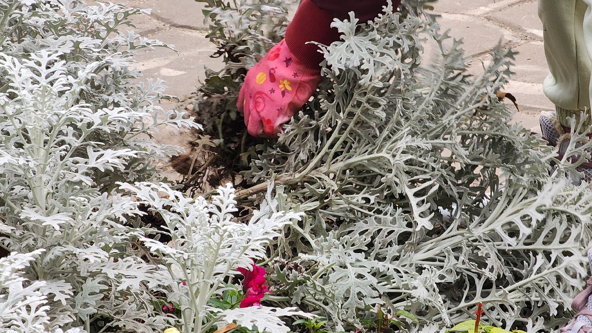благоустойство, подготовка к зиме, городские цветники