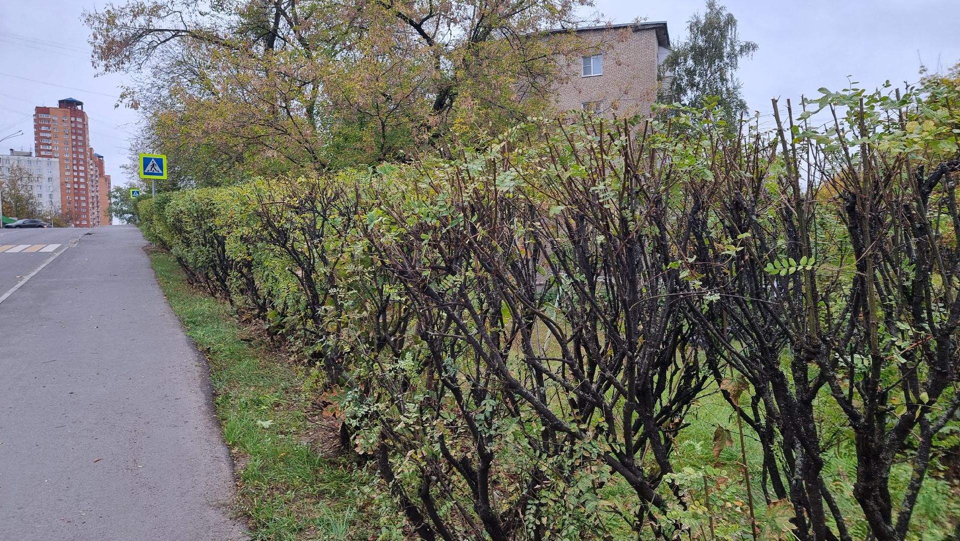 благоустойство, подготовка к зиме, городские цветники
