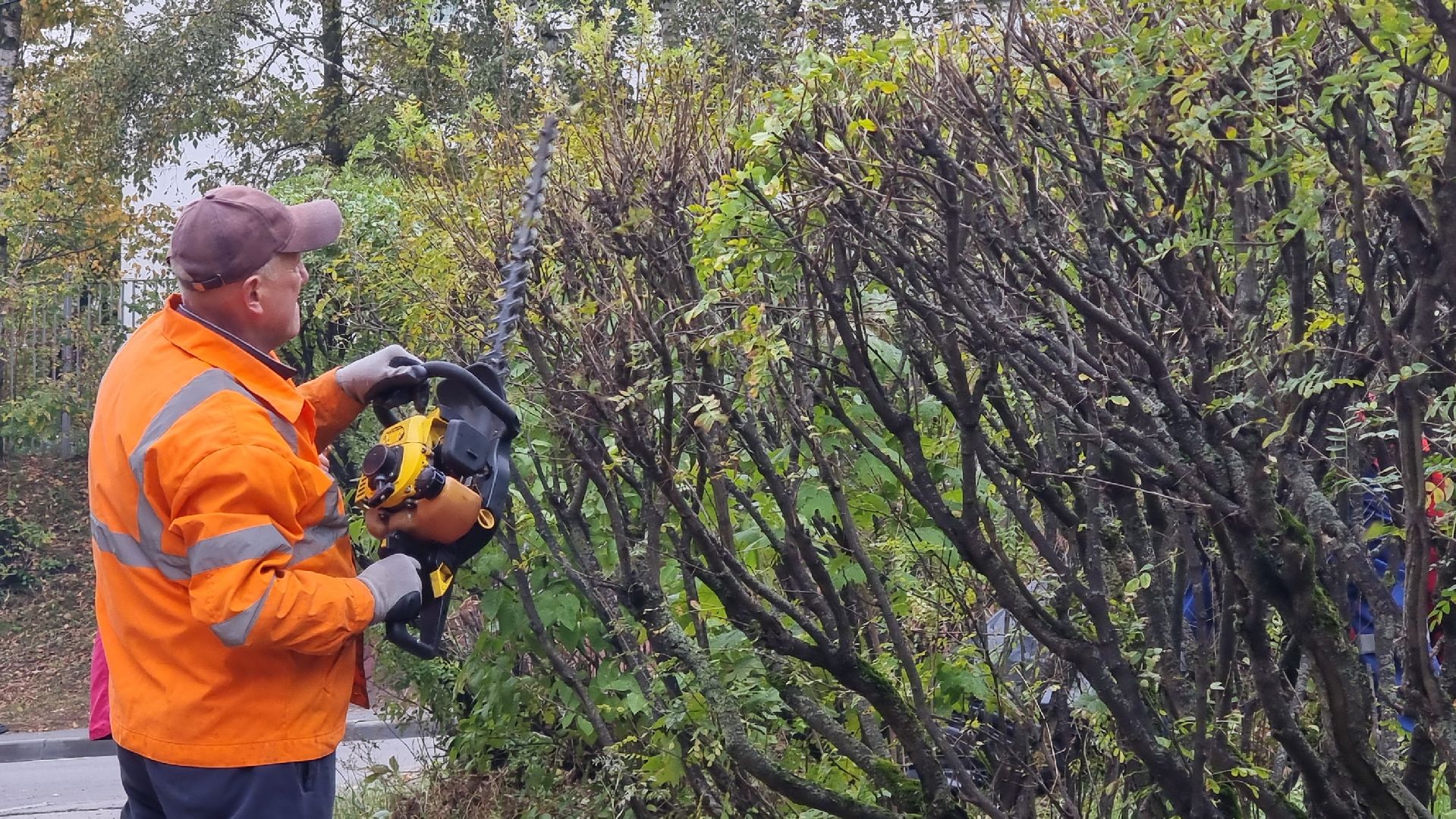 благоустойство, подготовка к зиме, городские цветники