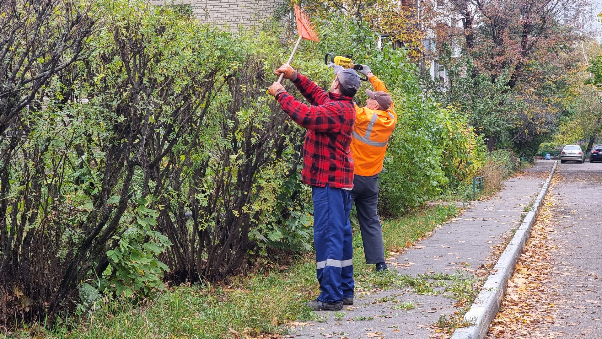 благоустойство, подготовка к зиме, городские цветники