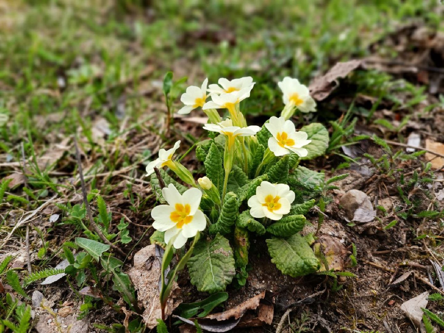 Можайск, Можайский городской округ, Подмосковье, субботник, волонтеры, студенты, Никольский собор