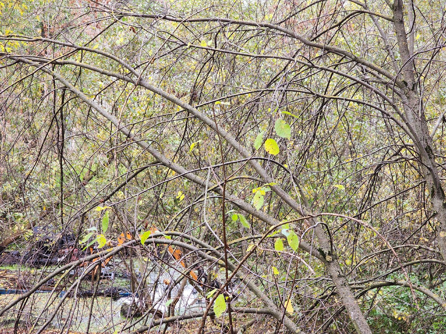 раменское, экология, очистка реки Македонка в Удельной,