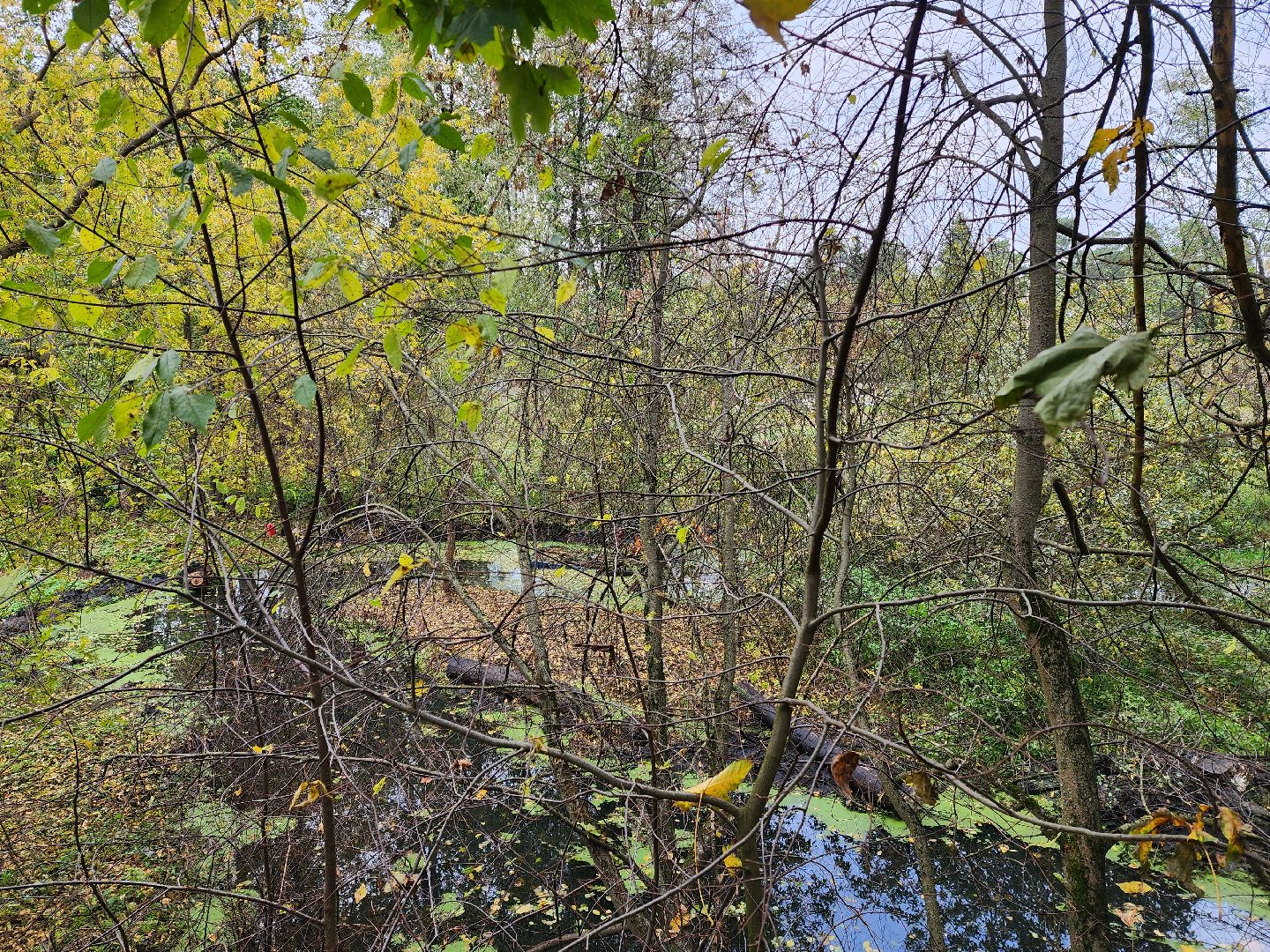 раменское, экология, очистка реки Македонка в Удельной,