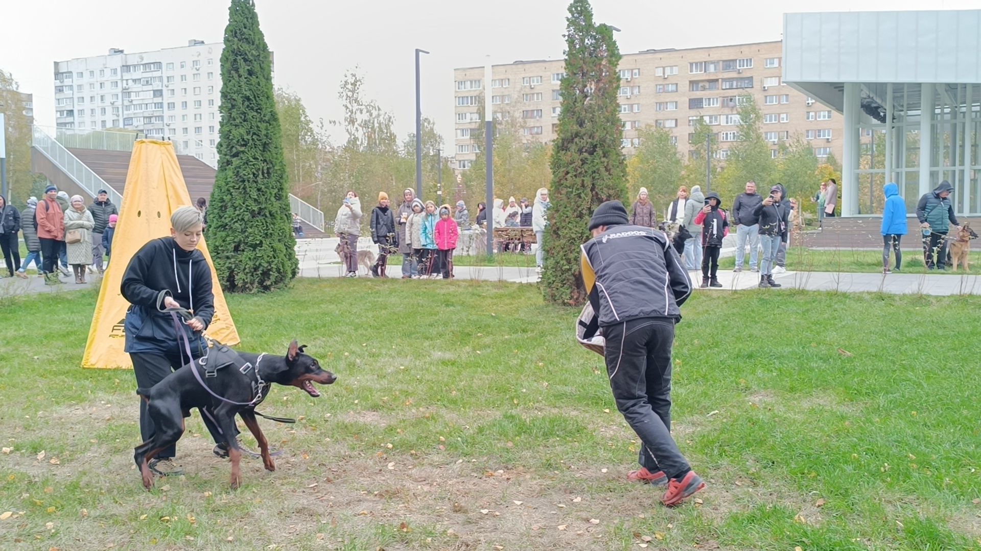 собака, лобня, приют для собак,