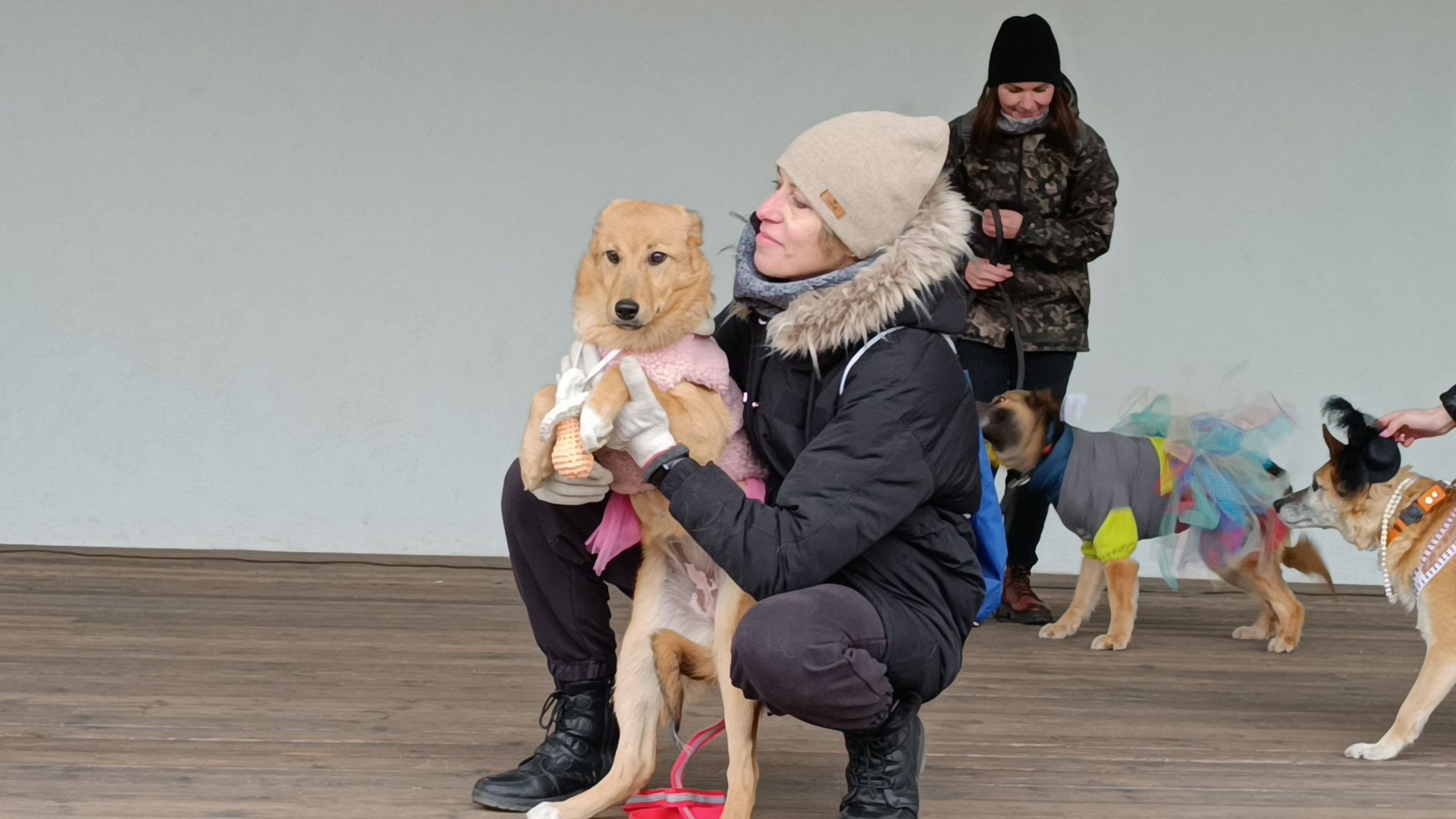 собака, лобня, приют для собак,