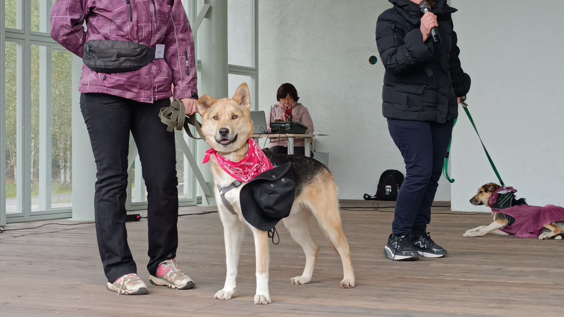 собака, лобня, приют для собак,