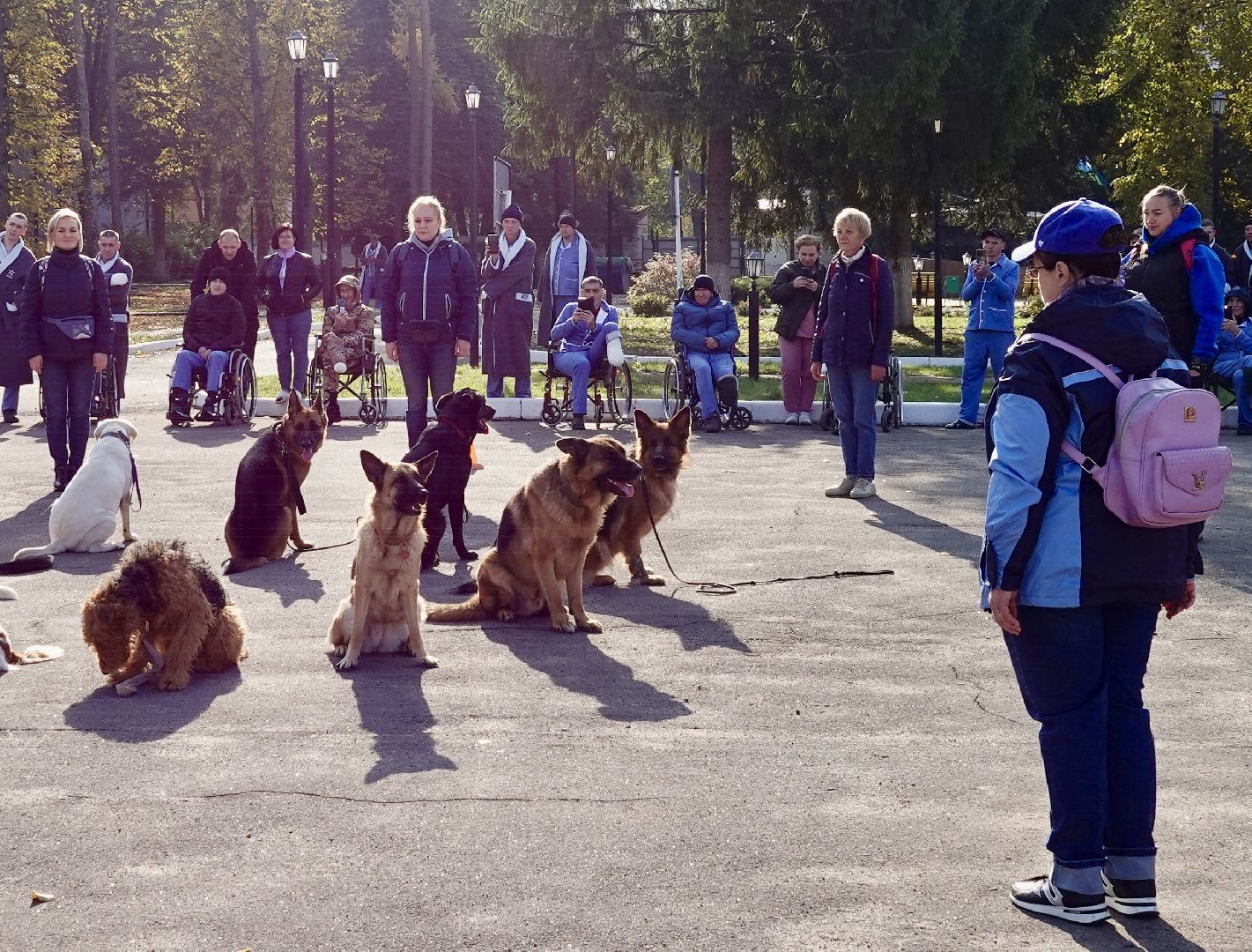 Военный госпиталь, Сергиев Посад, Кинологический центр, Собаки, Медицина, Психология, Сергиево-Посадский городской округ,