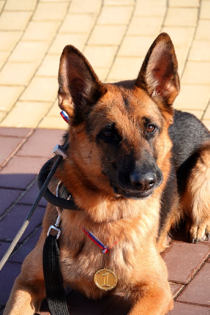 Военный госпиталь, Сергиев Посад, Кинологический центр, Собаки, Медицина, Психология, Сергиево-Посадский городской округ,