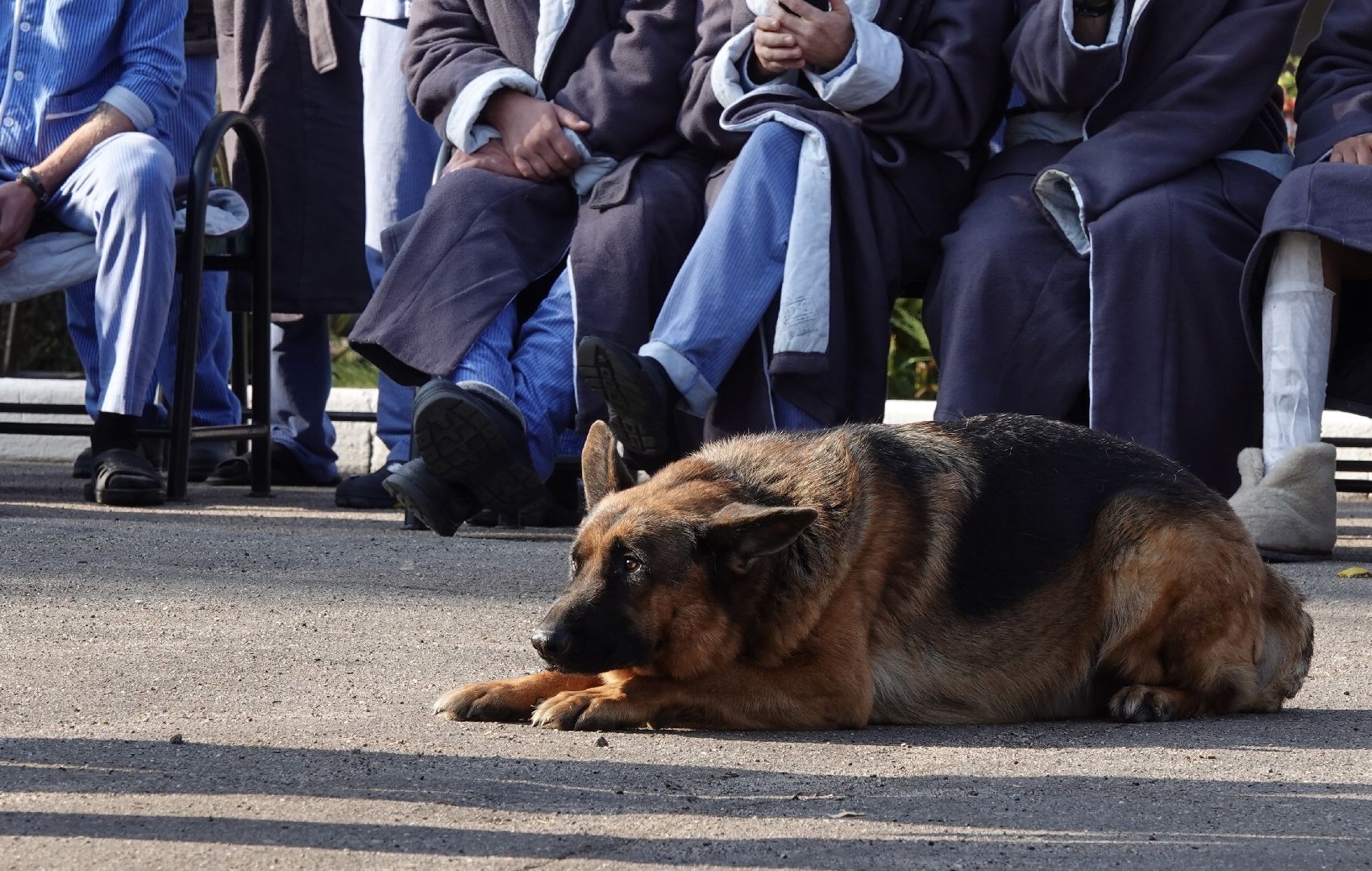 Военный госпиталь, Сергиев Посад, Кинологический центр, Собаки, Медицина, Психология, Сергиево-Посадский городской округ,
