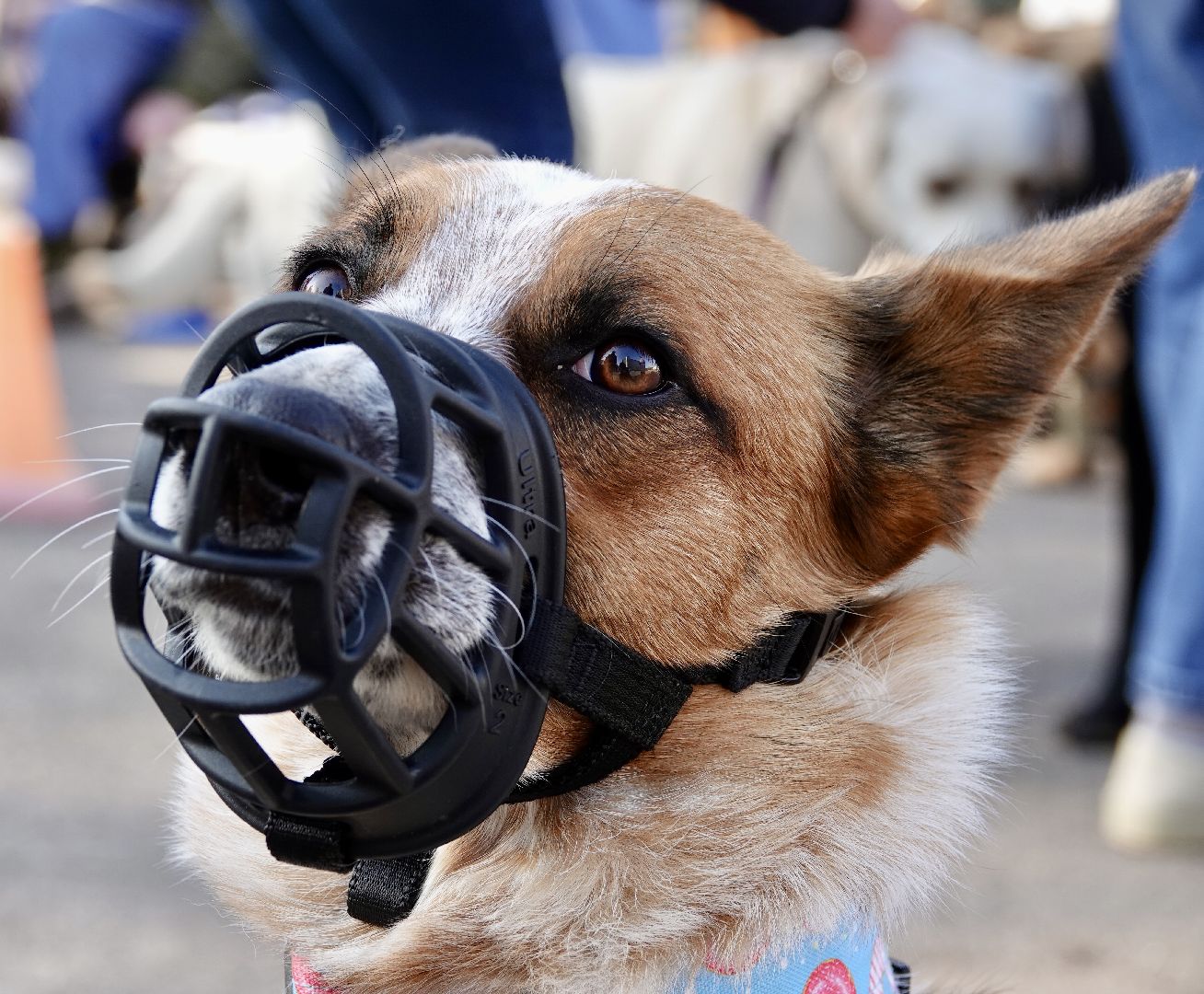 Военный госпиталь, Сергиев Посад, Кинологический центр, Собаки, Медицина, Психология, Сергиево-Посадский городской округ,