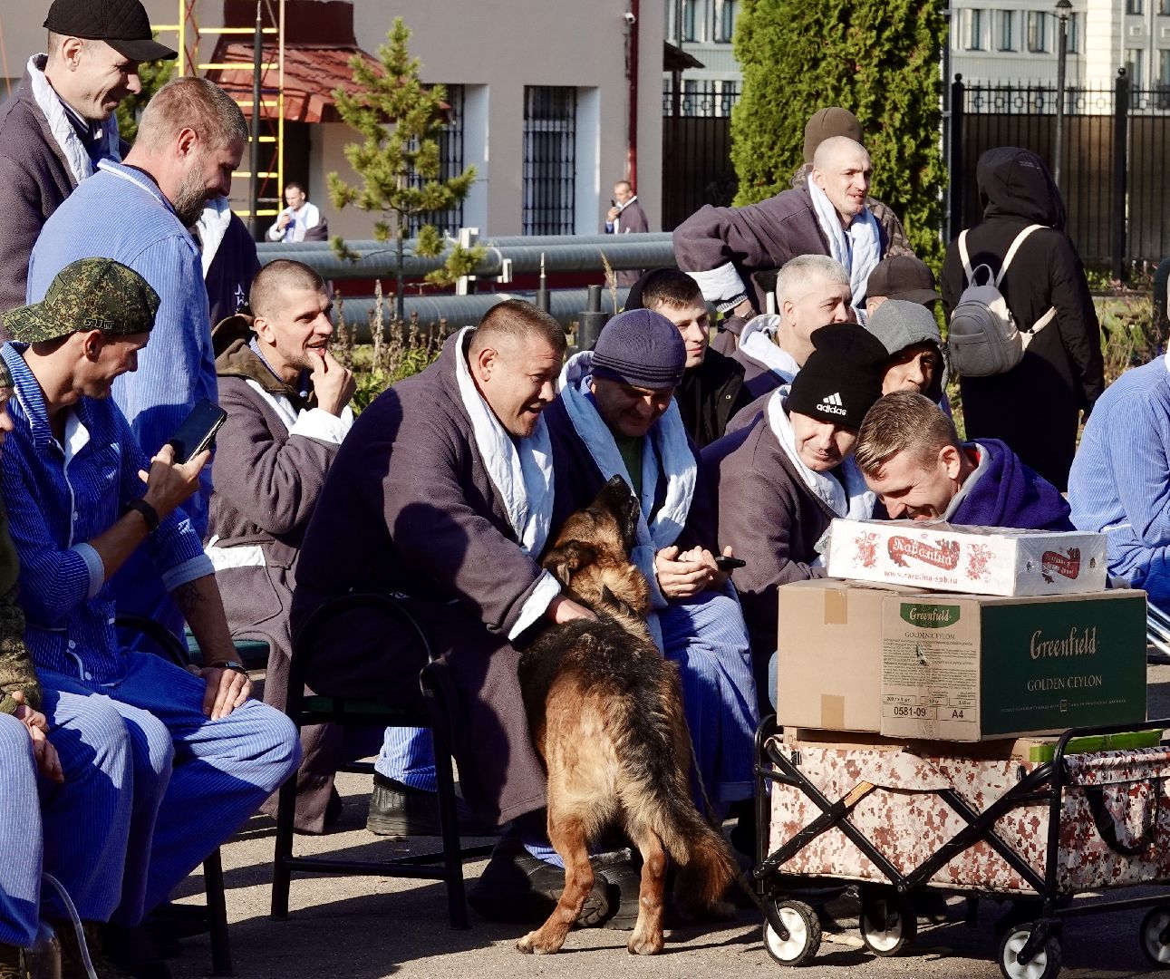 Военный госпиталь, Сергиев Посад, Кинологический центр, Собаки, Медицина, Психология, Сергиево-Посадский городской округ,