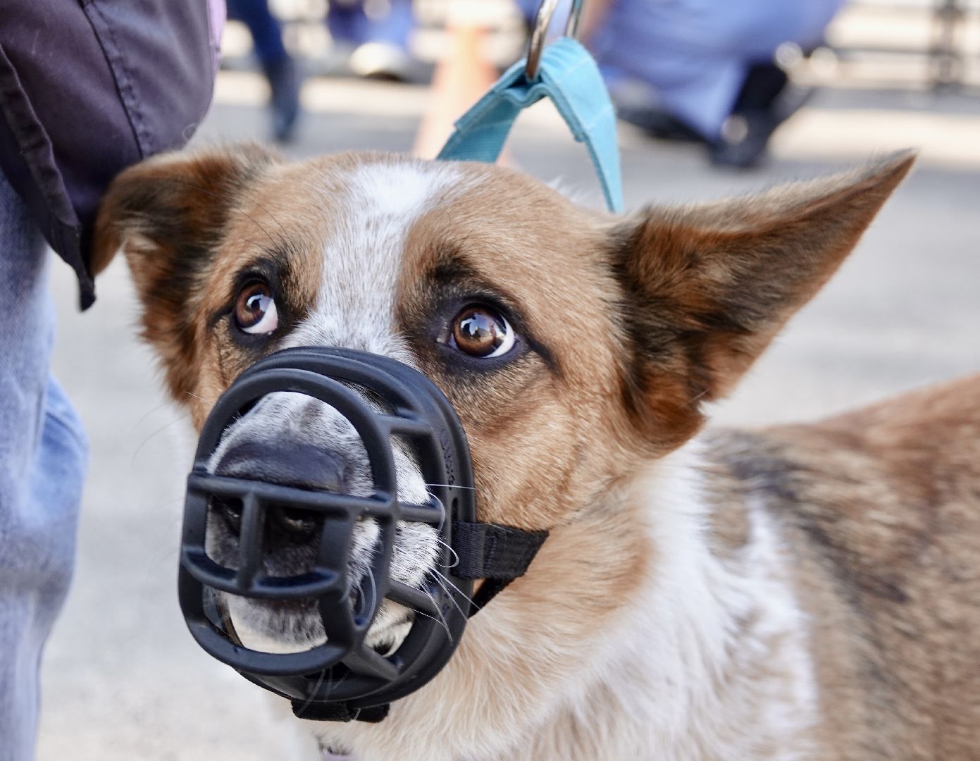 Военный госпиталь, Сергиев Посад, Кинологический центр, Собаки, Медицина, Психология, Сергиево-Посадский городской округ,