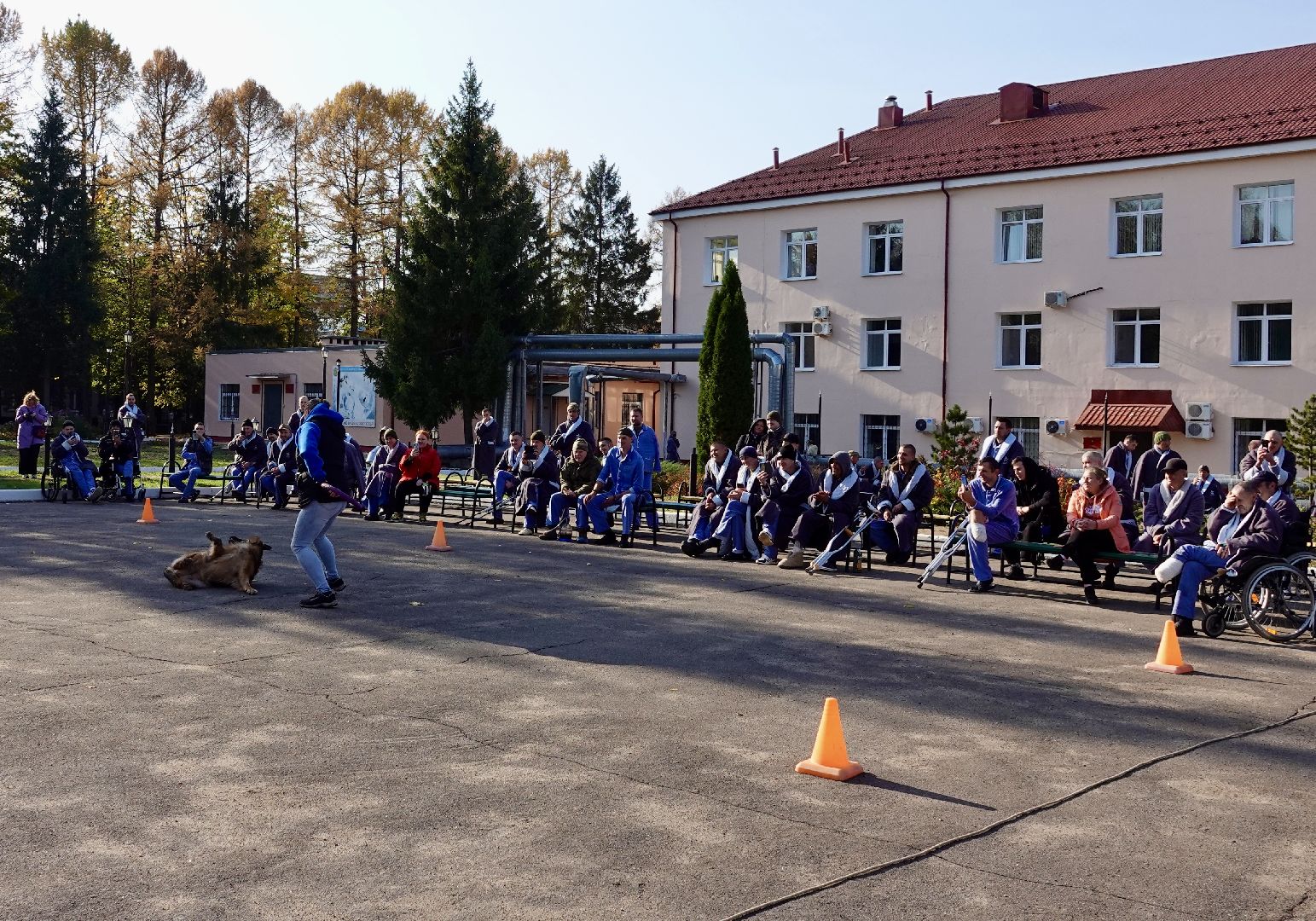 Военный госпиталь, Сергиев Посад, Кинологический центр, Собаки, Медицина, Психология, Сергиево-Посадский городской округ,