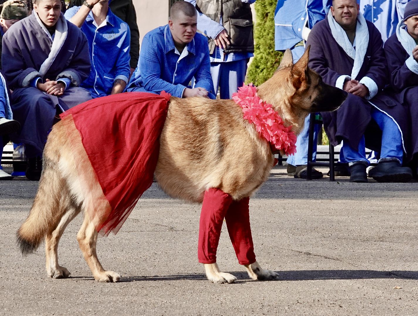 Военный госпиталь, Сергиев Посад, Кинологический центр, Собаки, Медицина, Психология, Сергиево-Посадский городской округ,