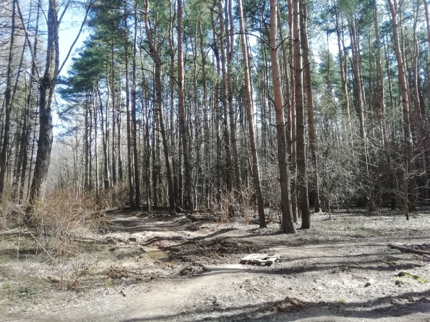 Парки Звенигорода, Супонево, благоустройство, Звенигород