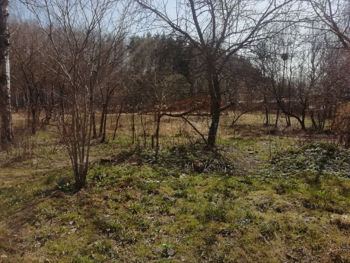 Парки Звенигорода, Супонево, благоустройство, Звенигород