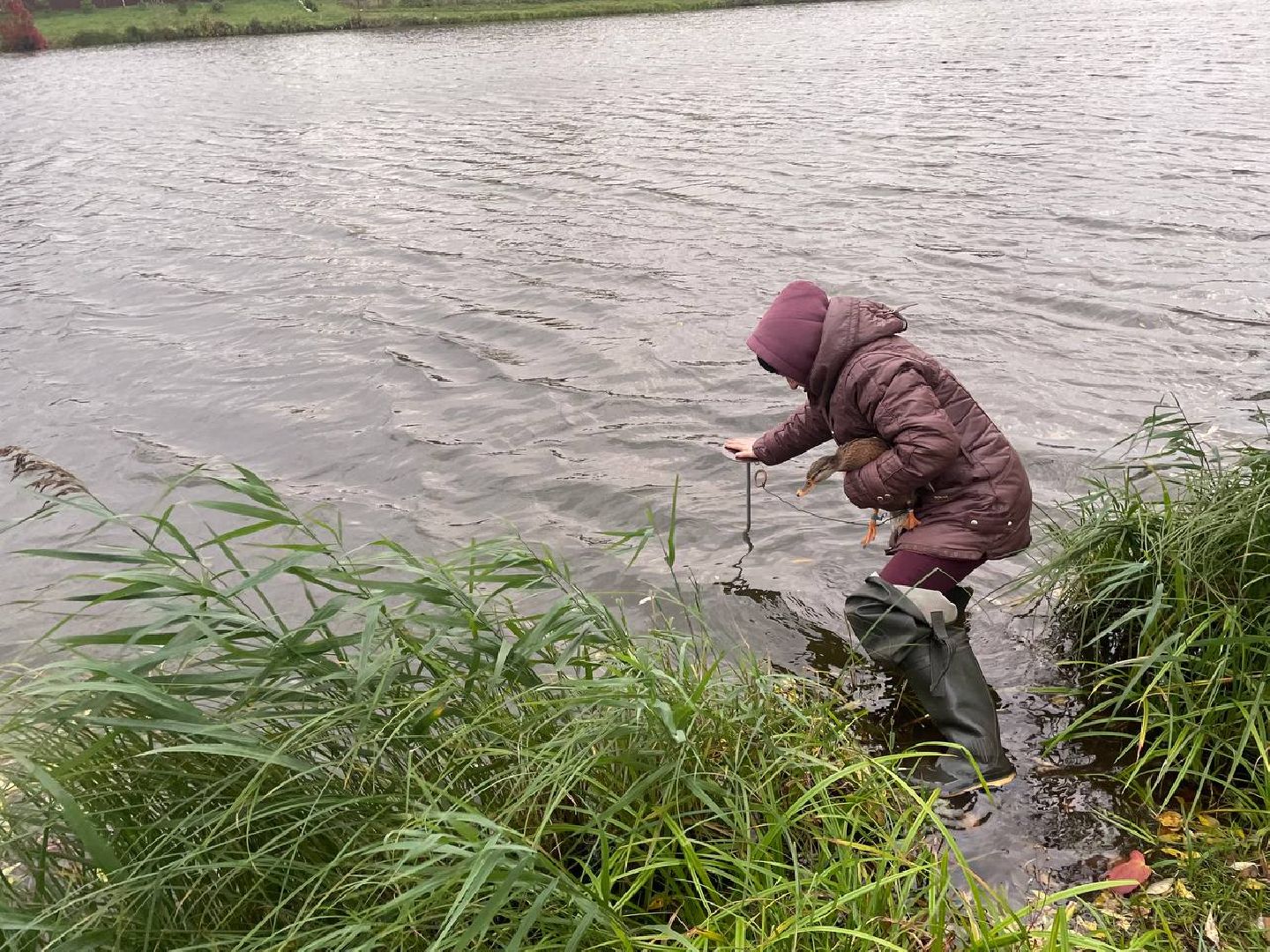 Дмитров, Орудьевская подсадная, Охота,
