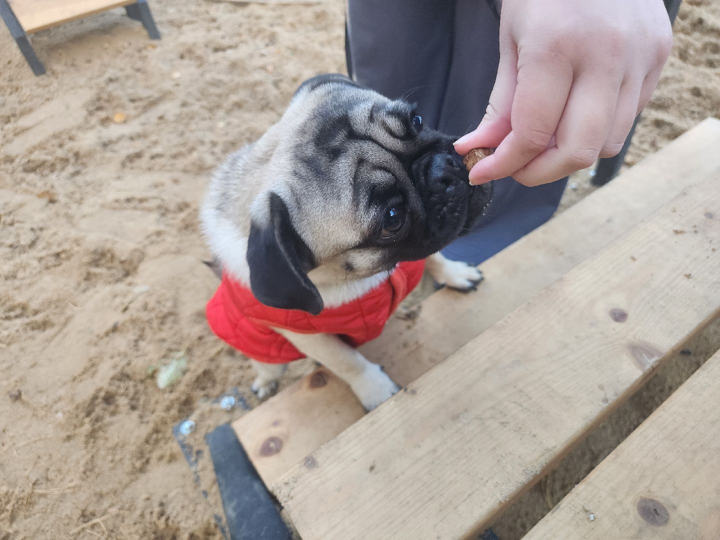 Коломна, площадка для выгула собак, благоустройство, питомцы, собака,