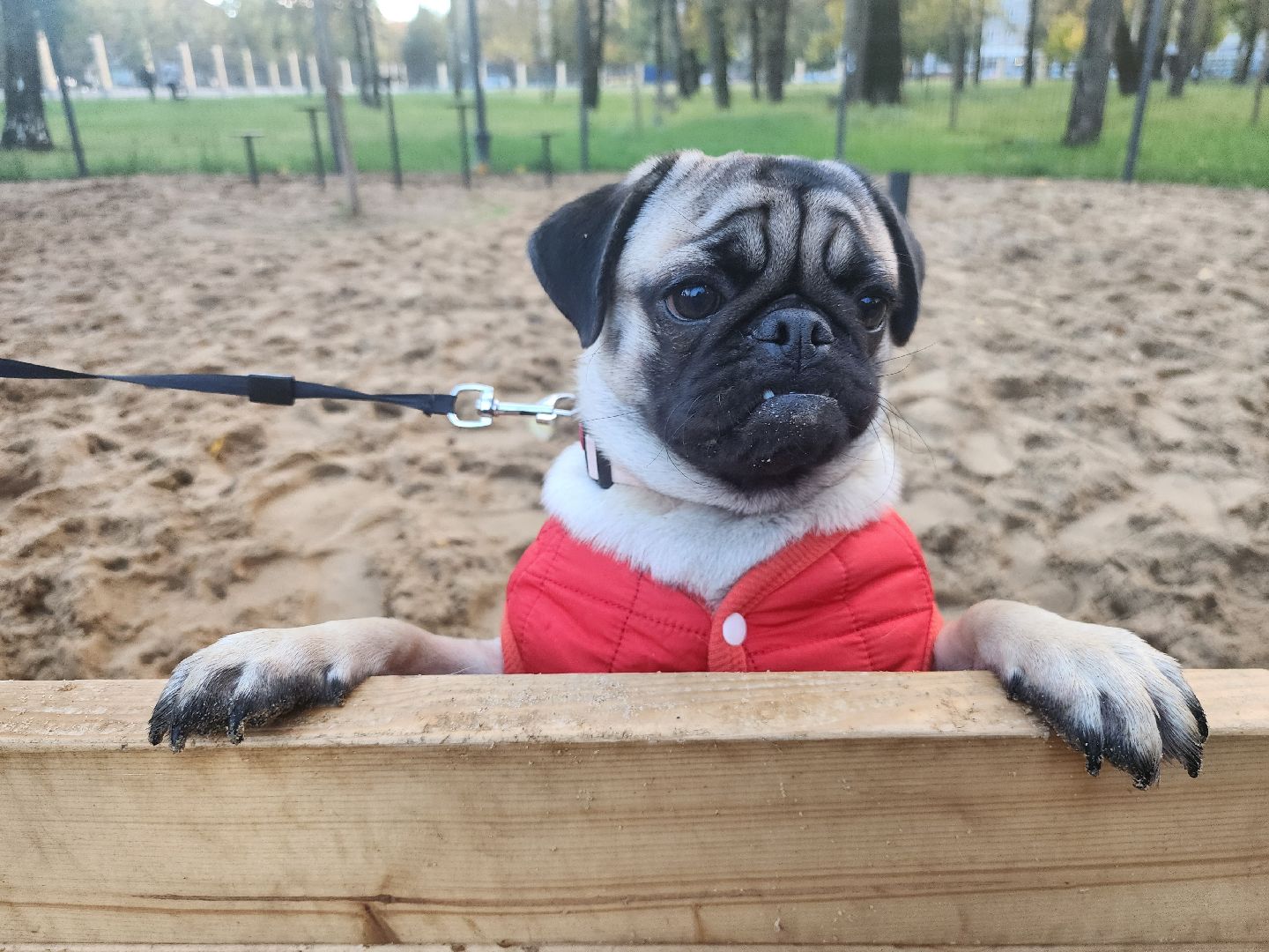 Коломна, площадка для выгула собак, благоустройство, питомцы, собака,