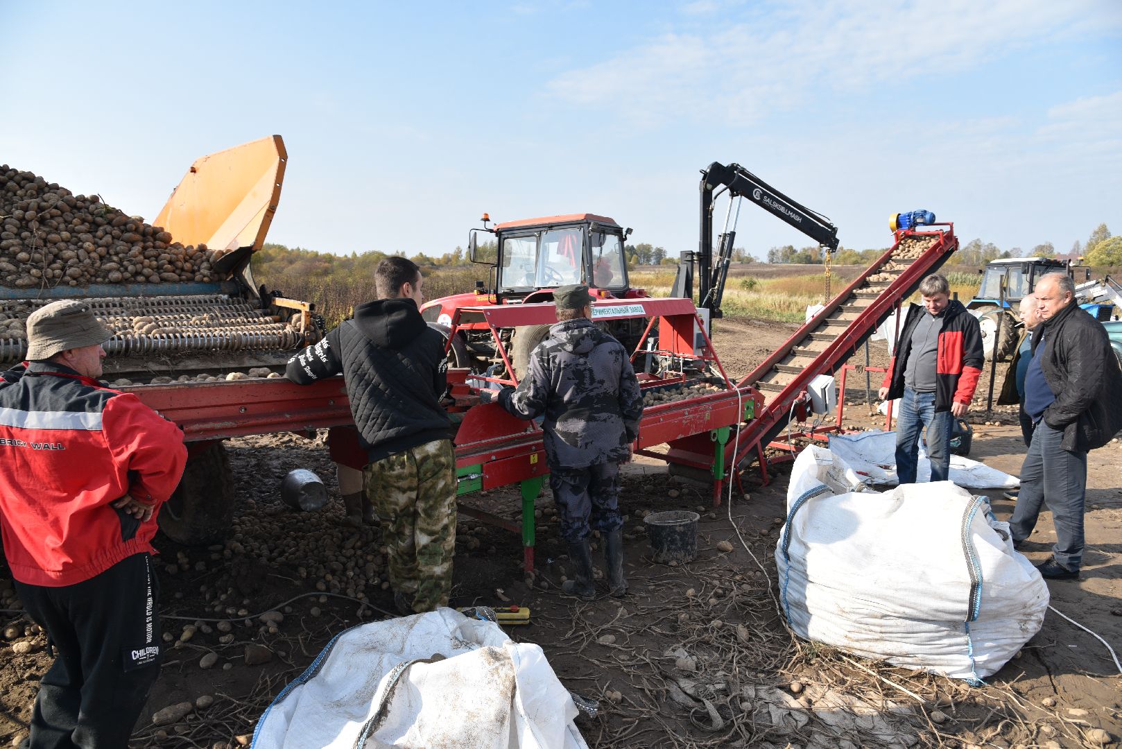 лотошино, сельское хозяйство, картофель,